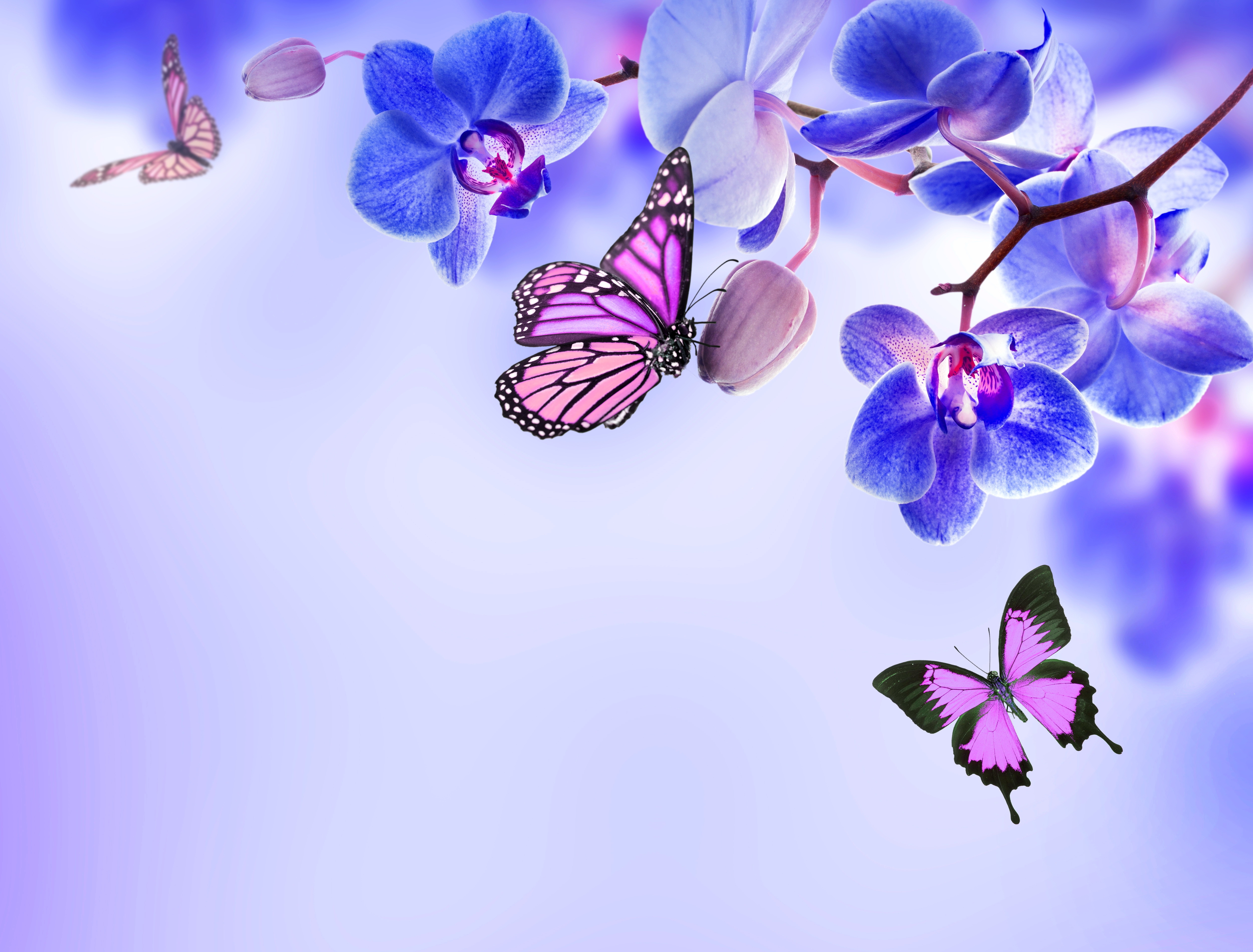 368705 Hintergrundbild herunterladen blaue blume, schmetterlinge, blumen, erde/natur, orchidee, blume - Bildschirmschoner und Bilder kostenlos