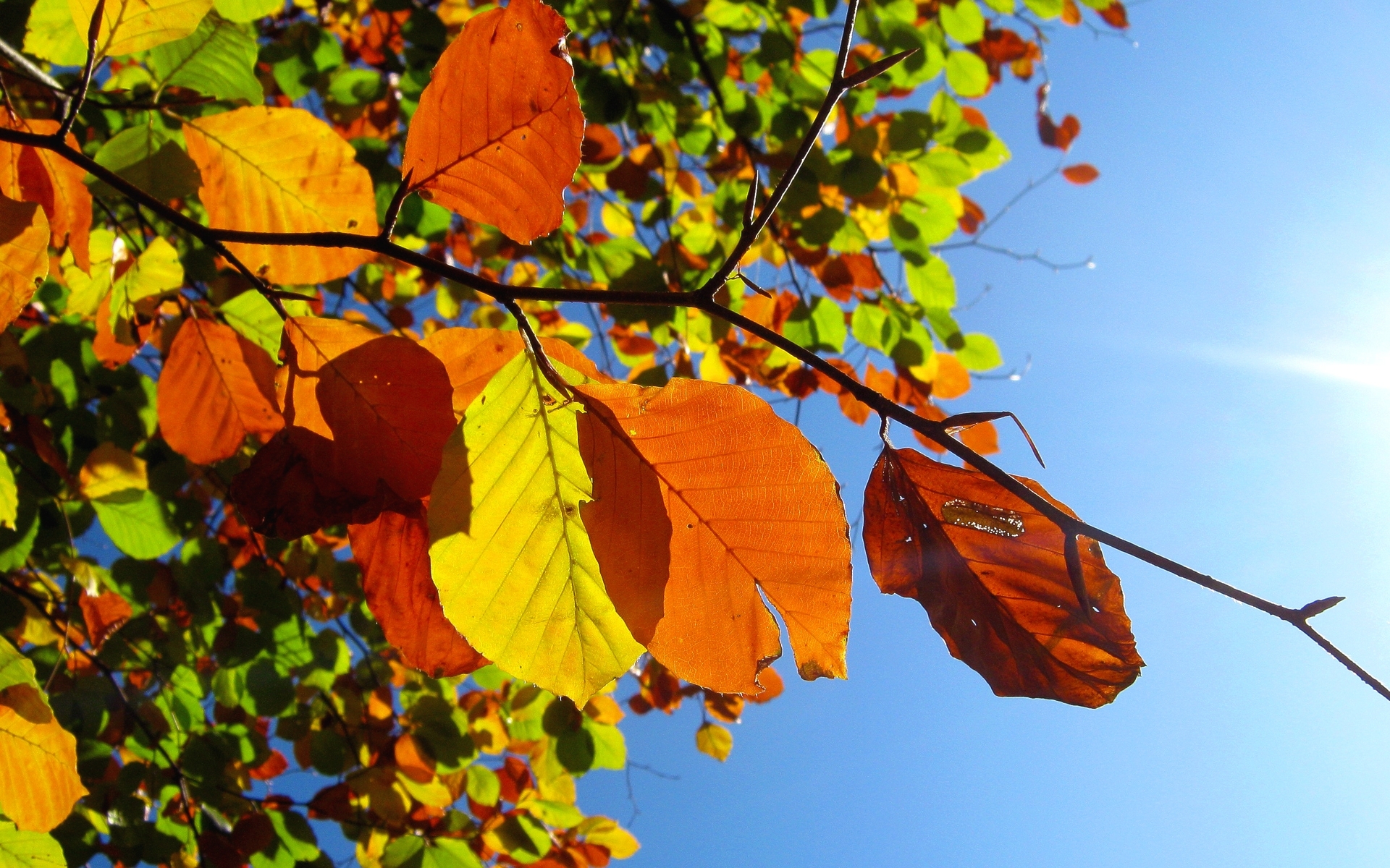 Осень небо листья