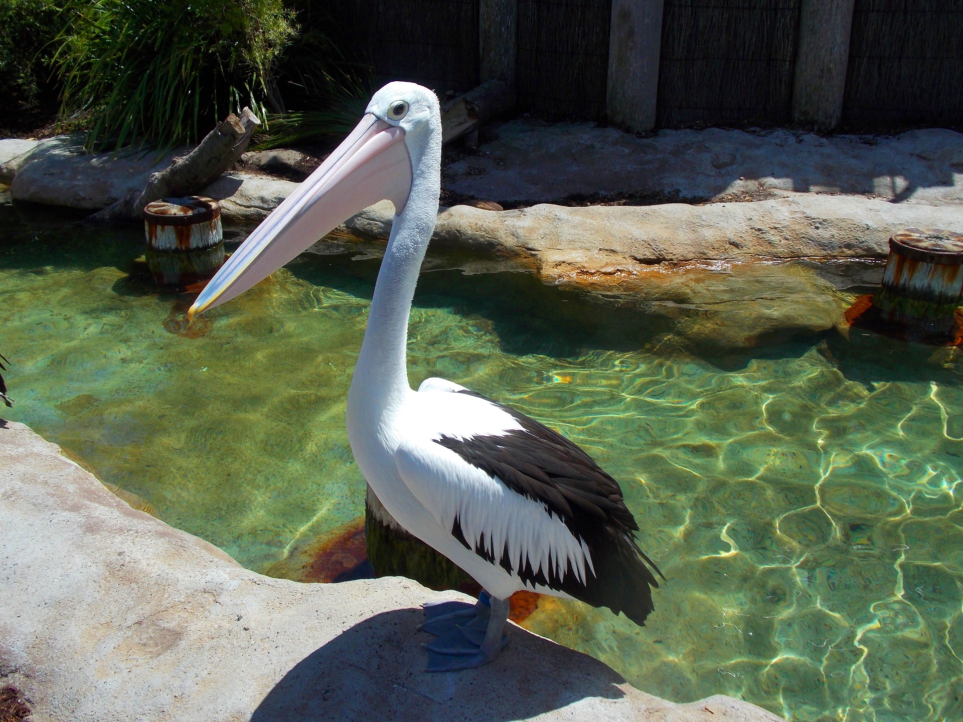 289102 baixar imagens animais, pelicano, pássaro, jardim zoológico, aves - papéis de parede e protetores de tela gratuitamente
