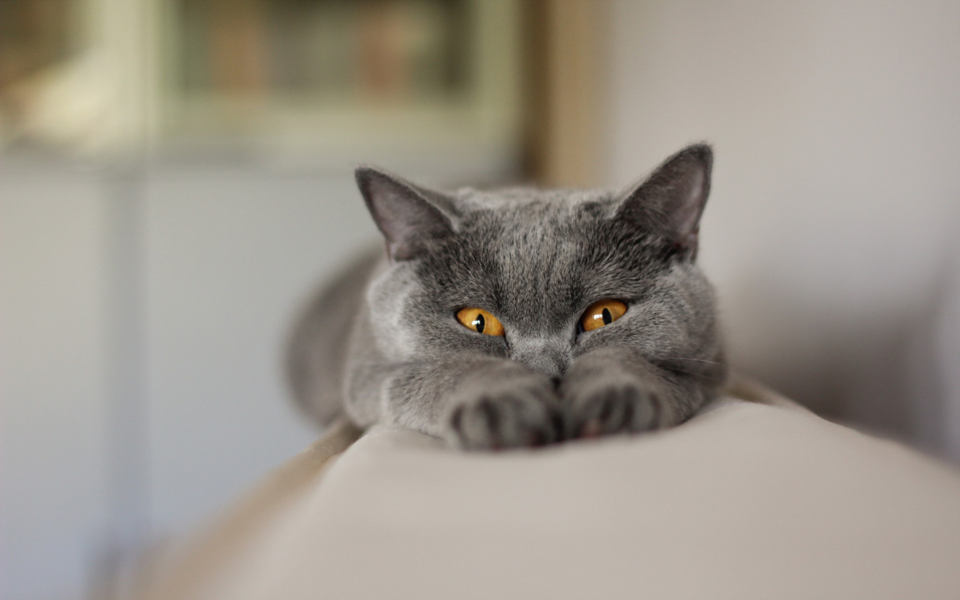 Free download wallpaper Funny, Cats, Cat, Animal, Chartreux on your PC desktop
