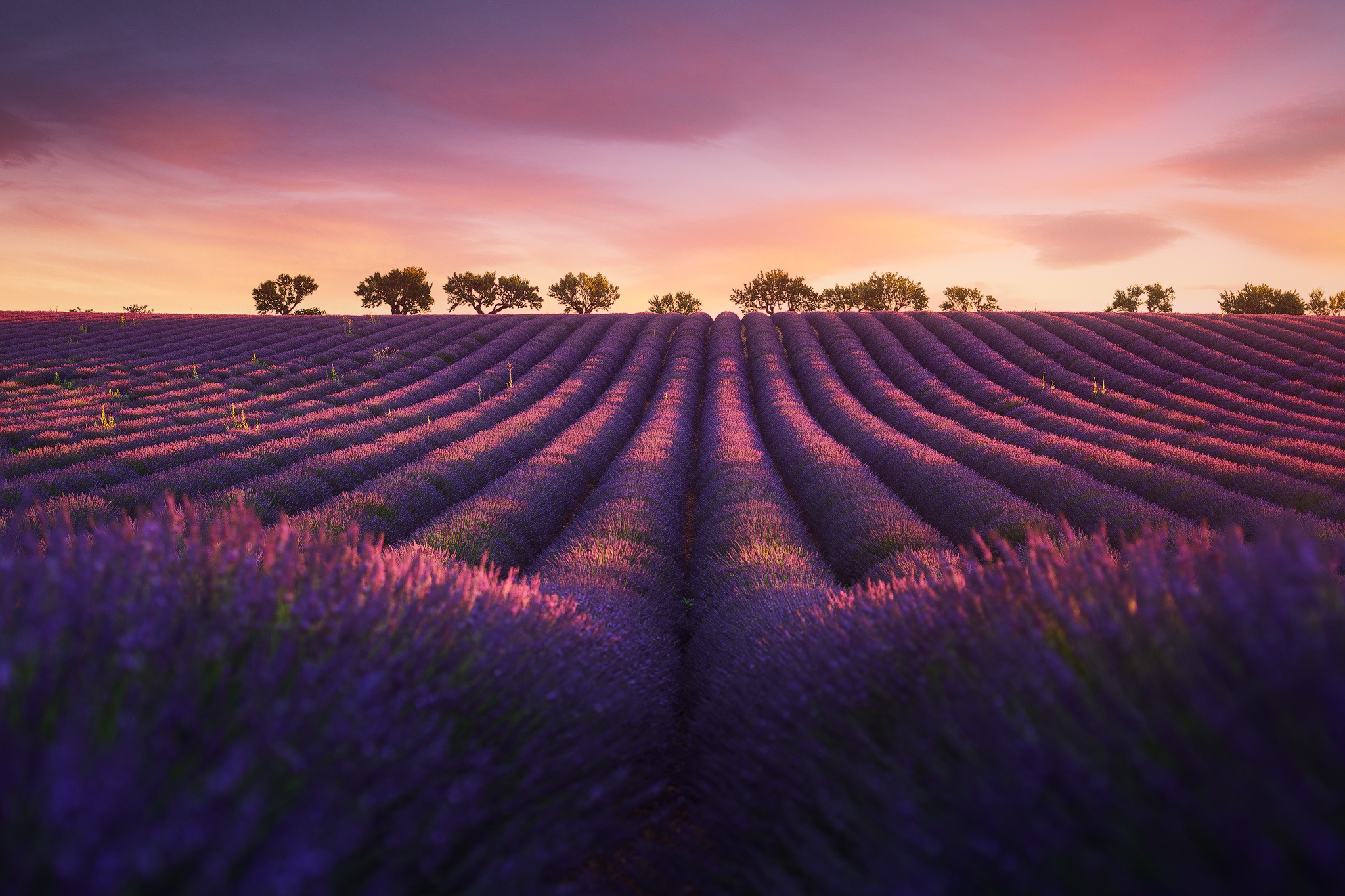Красивое фиолетовое поле