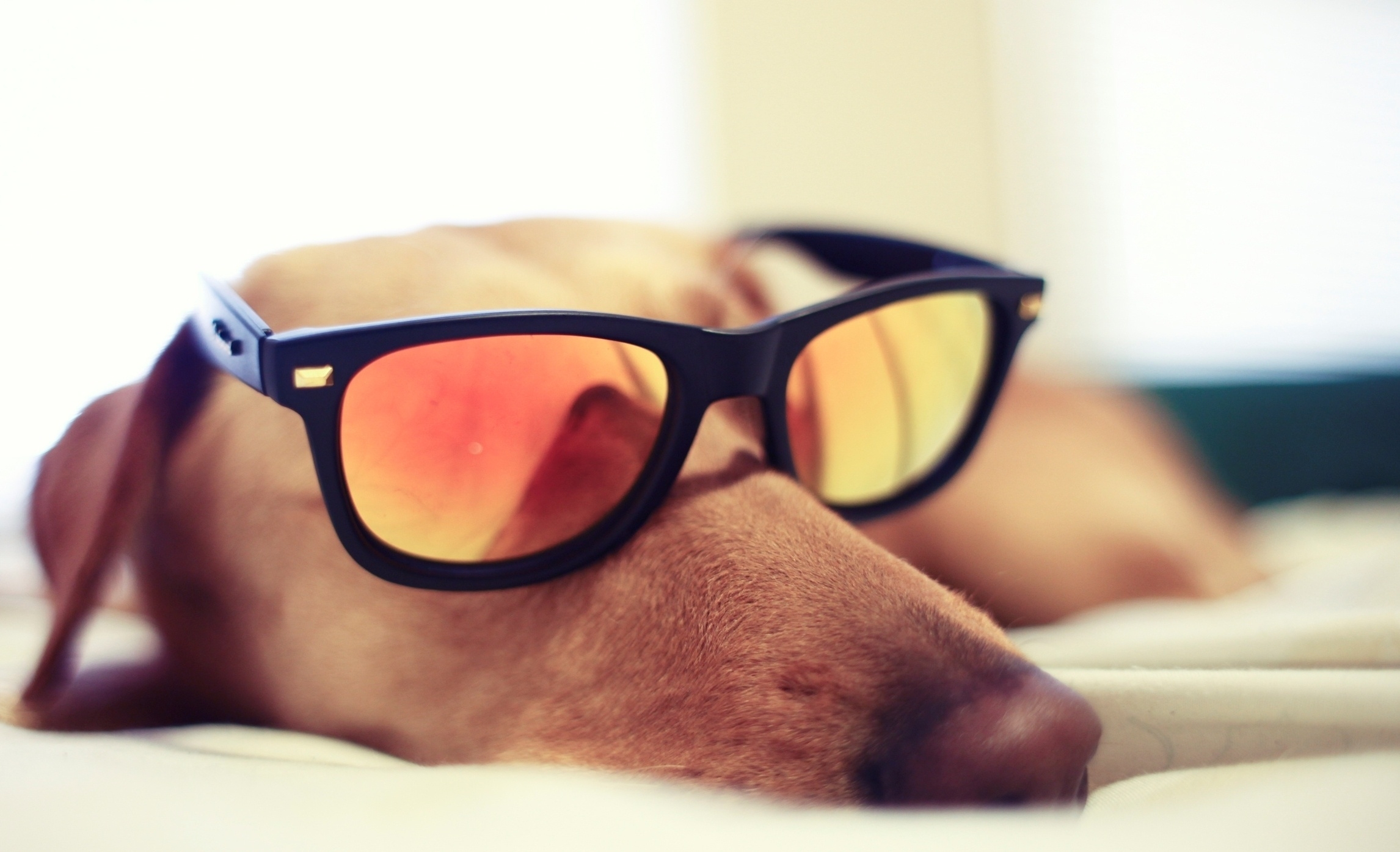 Handy-Wallpaper Tiere, Hund, Sonnenbrille, Sonnenbrillen, Reflexion, Schnauze kostenlos herunterladen.