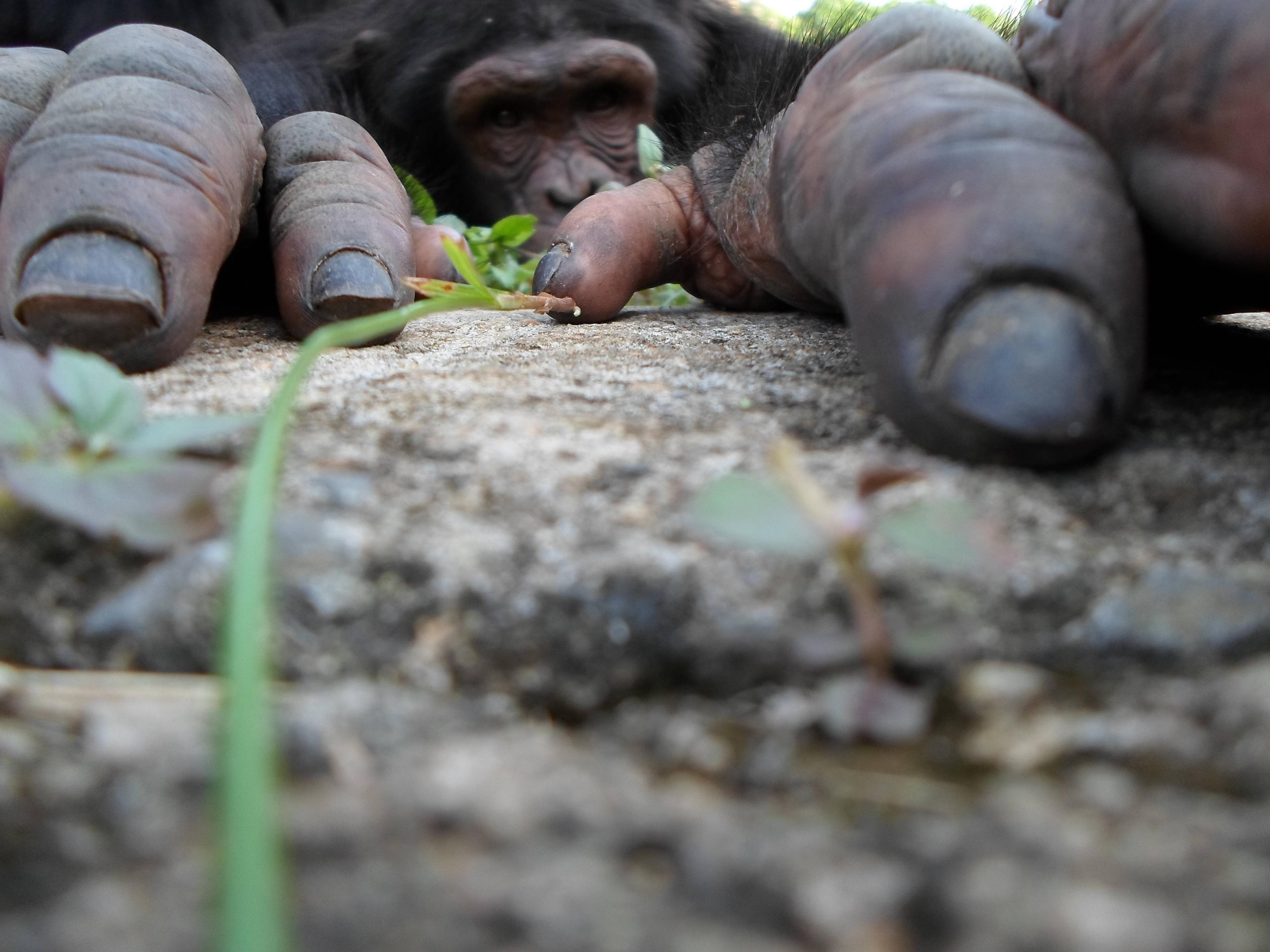 animal, chimpanzee, finger, hand, monkeys Full HD