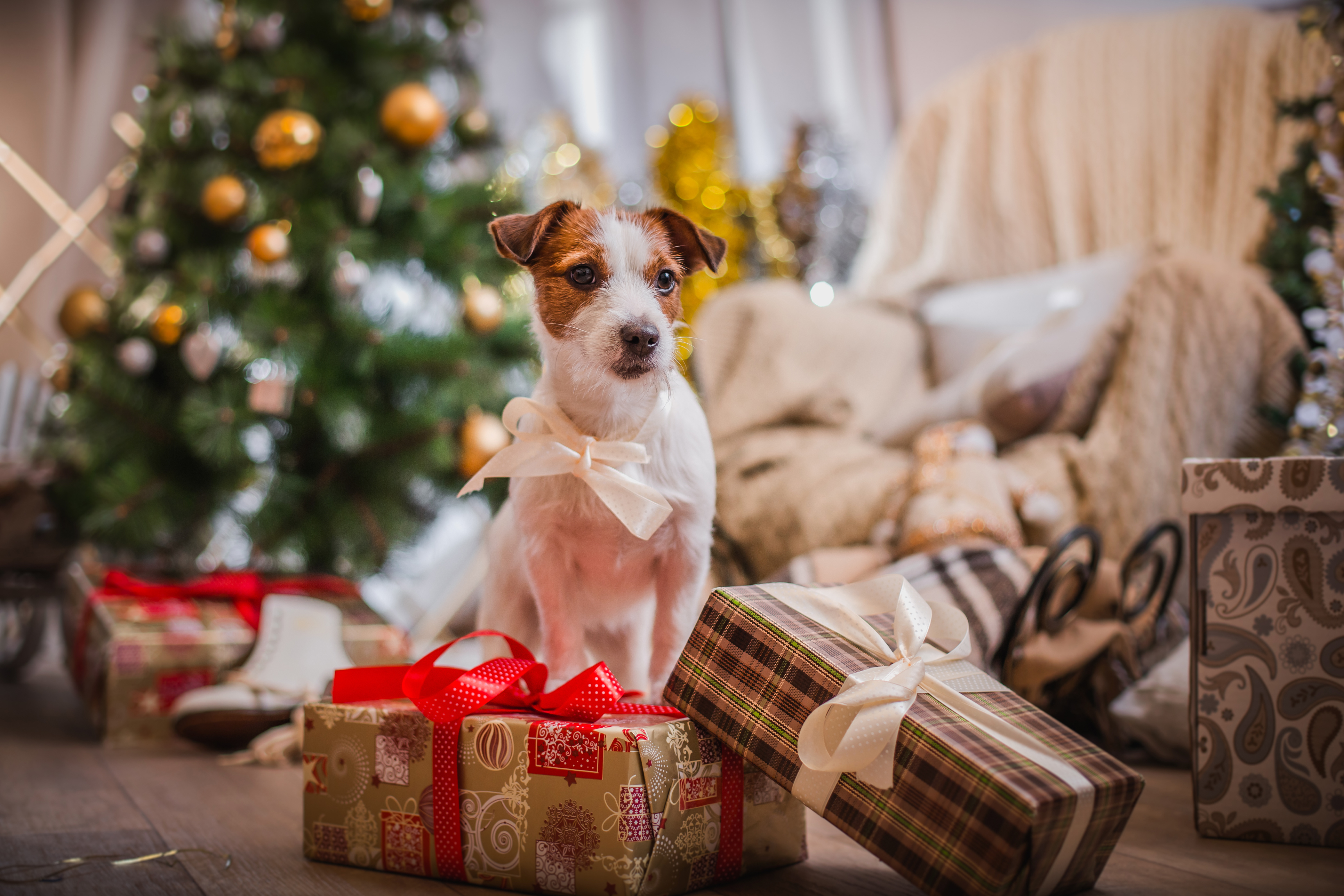 holiday, christmas, dog, gift, terrier 1080p