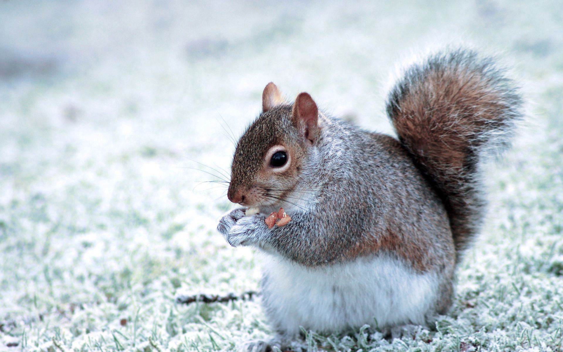 Download mobile wallpaper Animals, Tail, Food, Stroll, Squirrel for free.