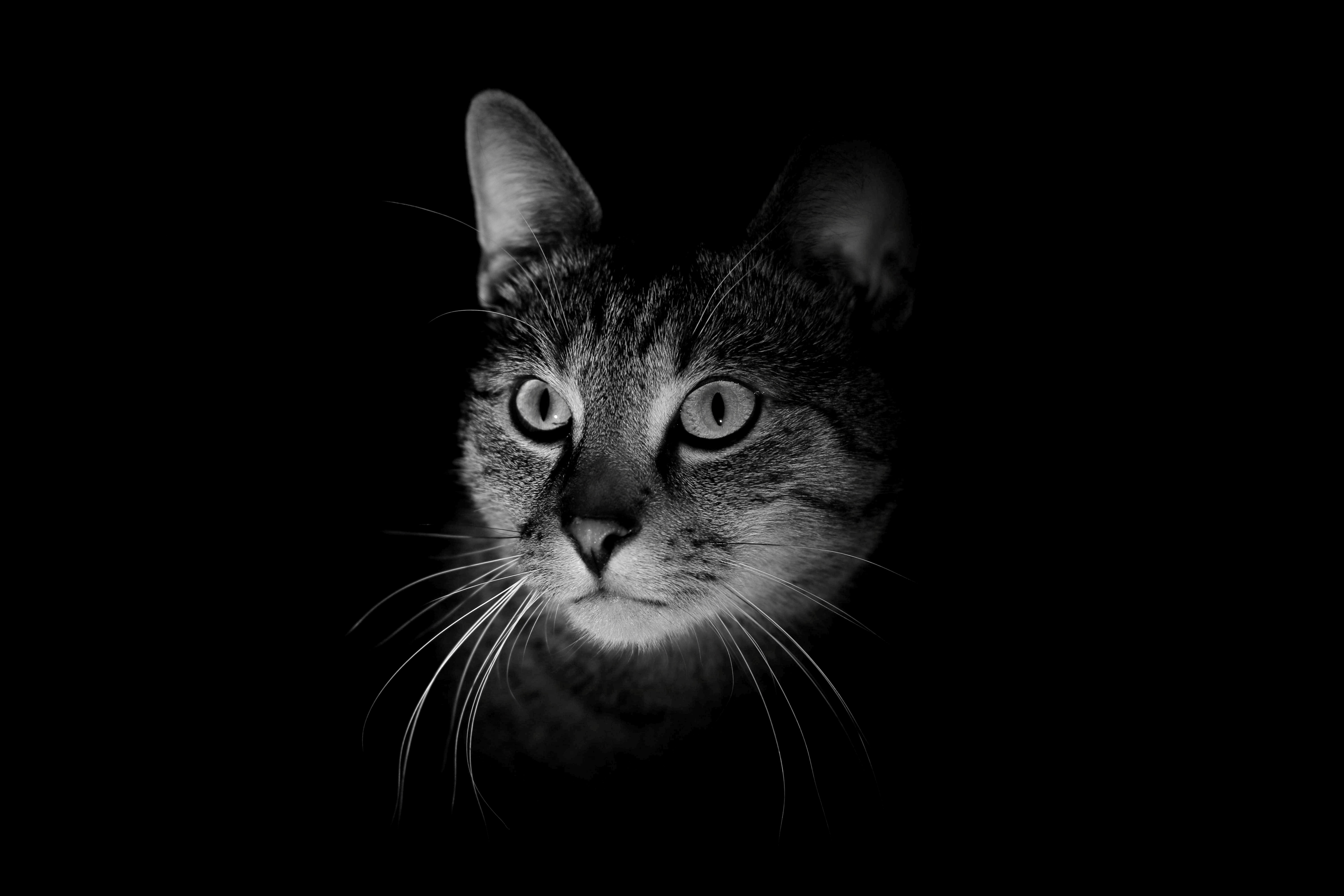 Laden Sie das Dunkelheit, Bw, Chb, Der Kater, Schnauze, Tiere, Katze-Bild kostenlos auf Ihren PC-Desktop herunter