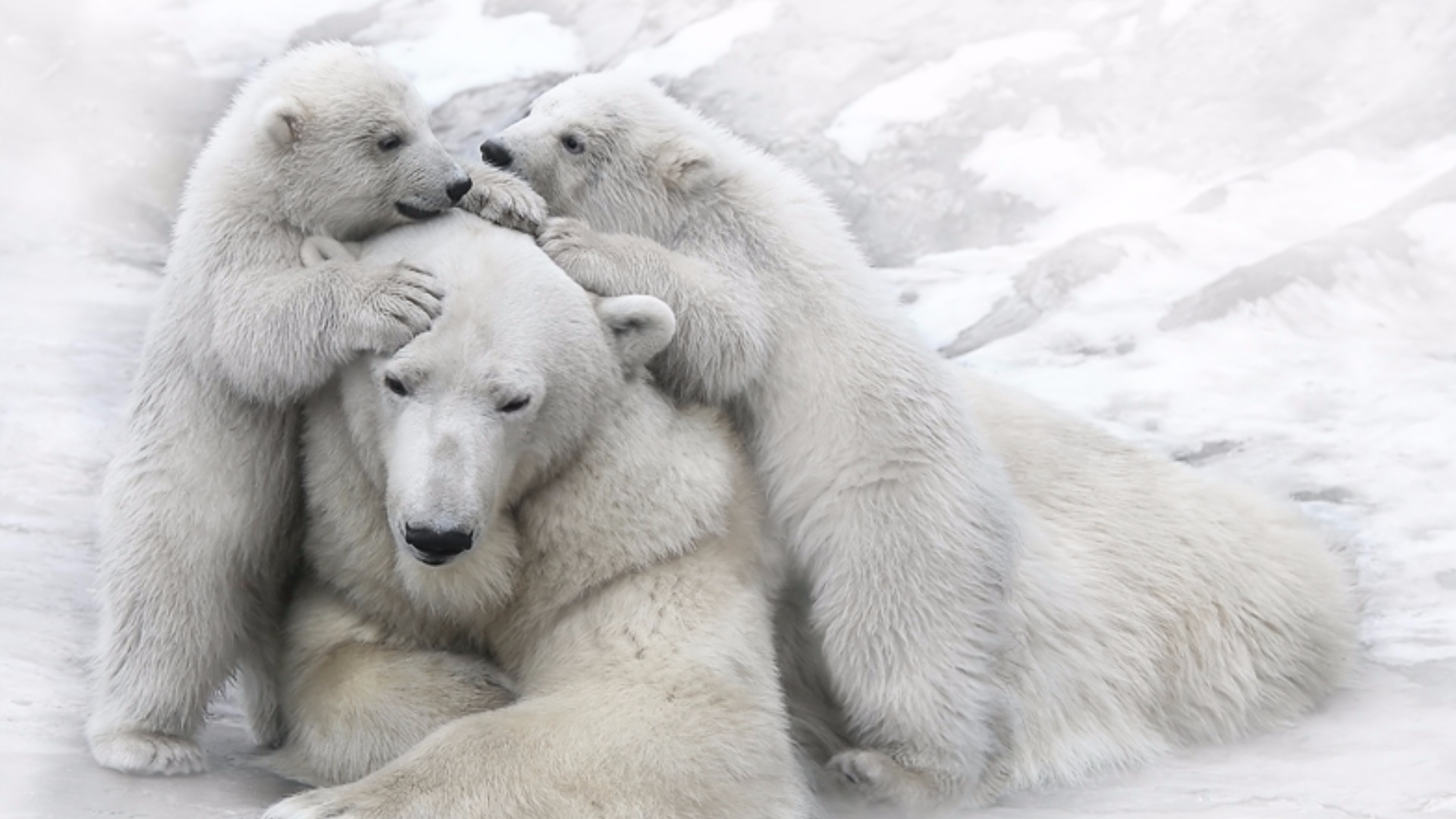 Везде все бело бело. Белый медведь. Белый медведь с медвежатами. Медвежонок с мамой. Семья белых медведей.