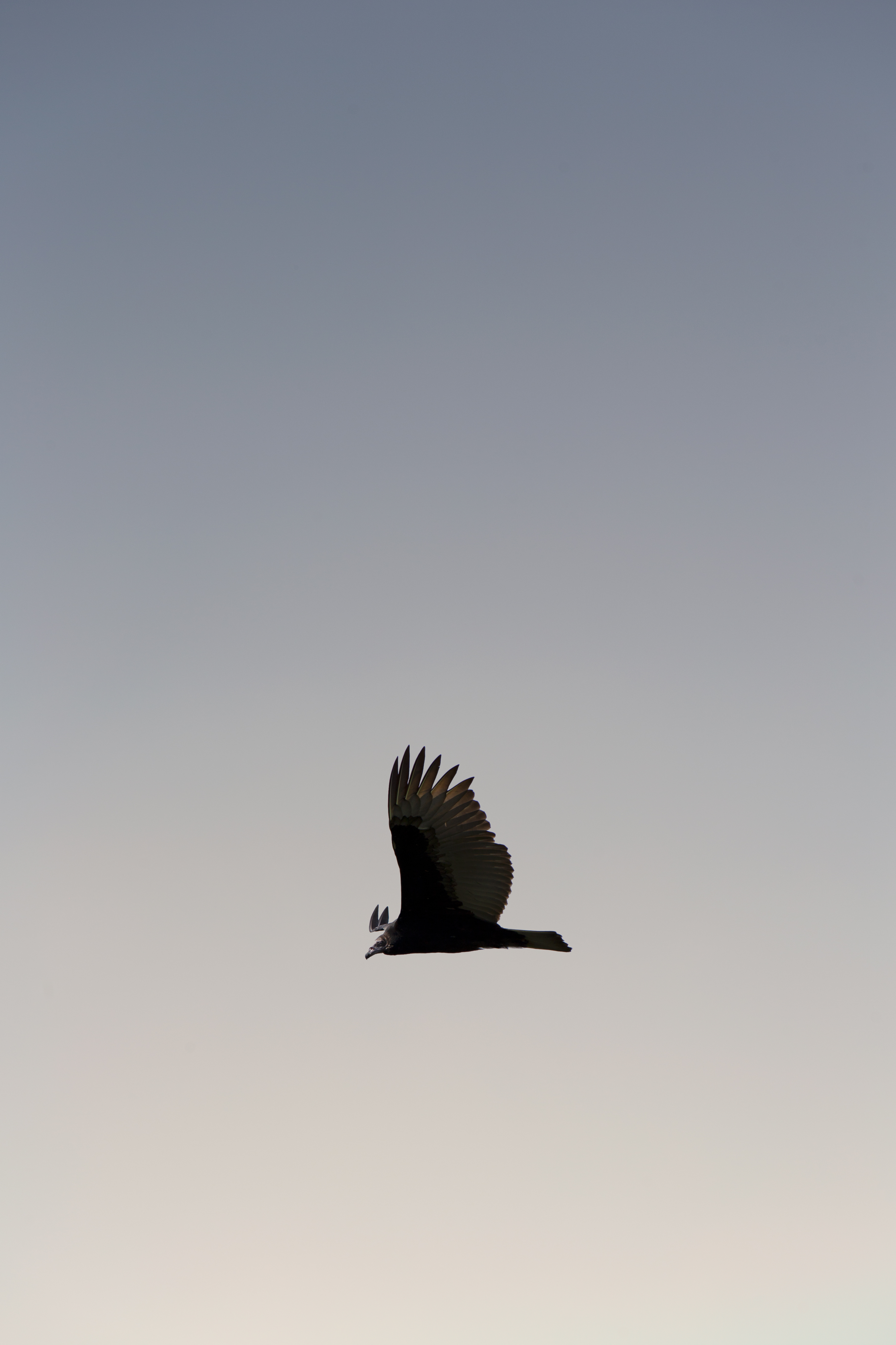 minimalism, wildlife, sky, bird, predator, flight, wings, gradient, soar