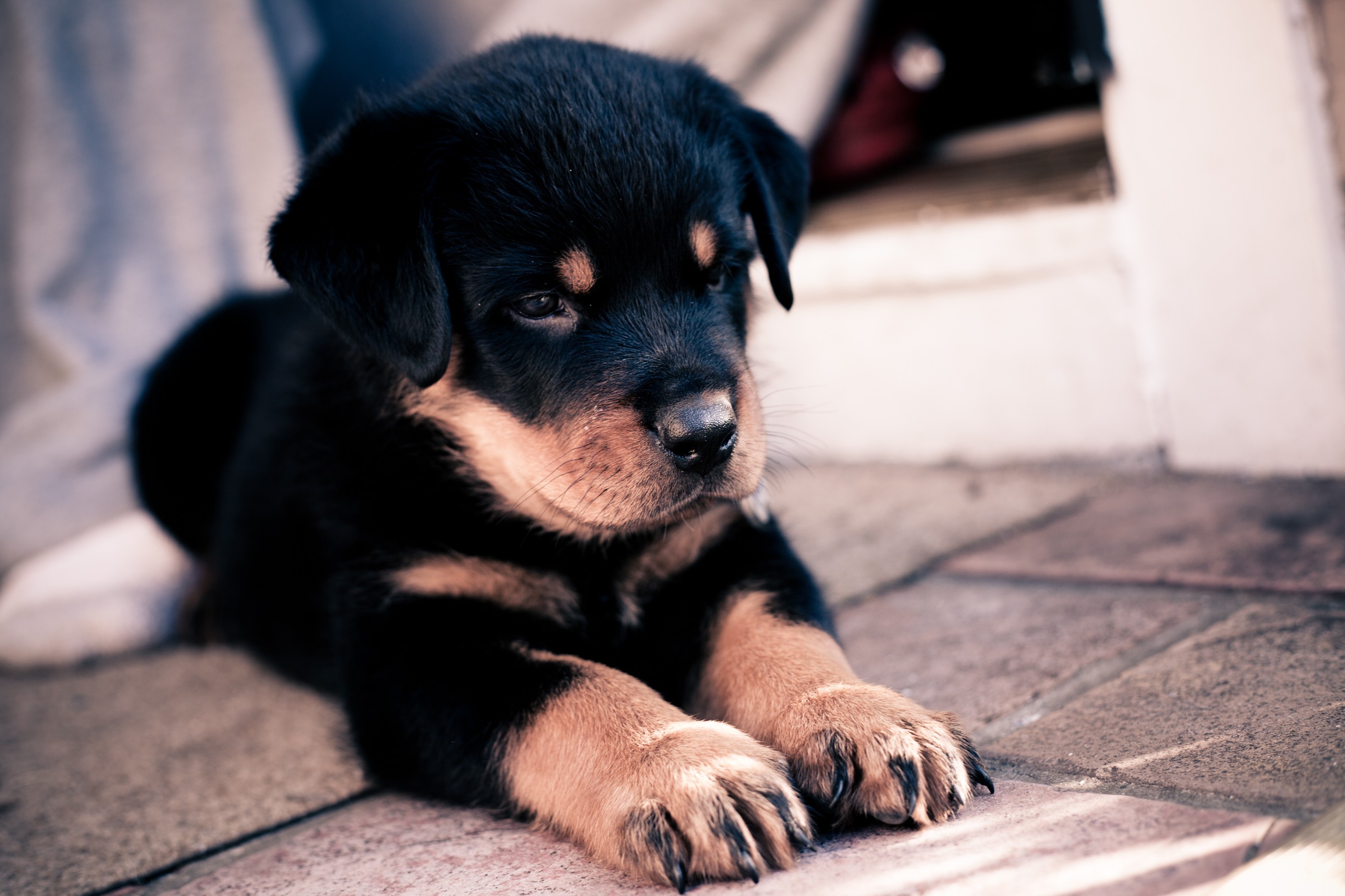 muzzle, animals, dog, puppy, paws, rottweiler High Definition image
