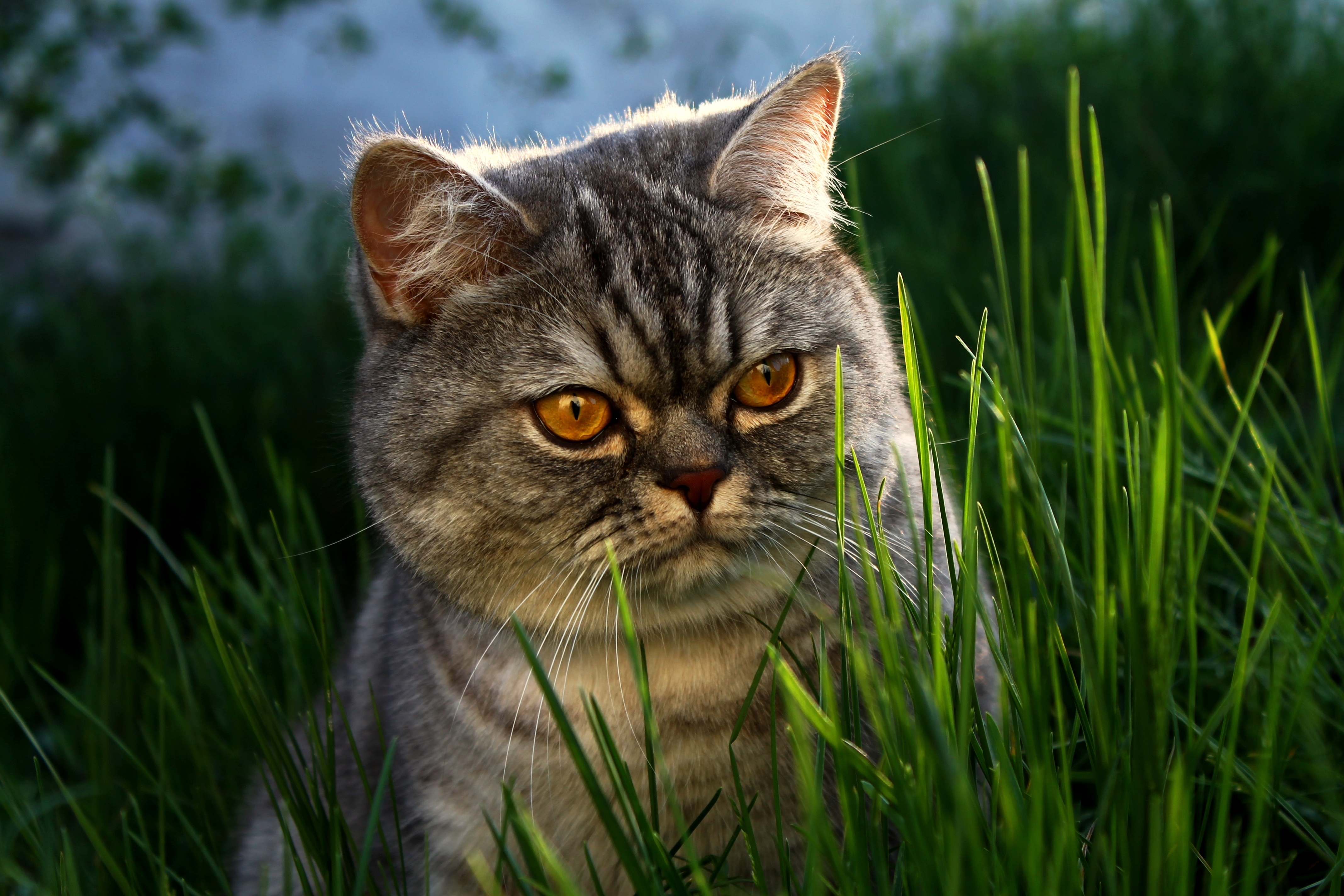 animals, grass, cat, muzzle, fat, thick wallpaper for mobile