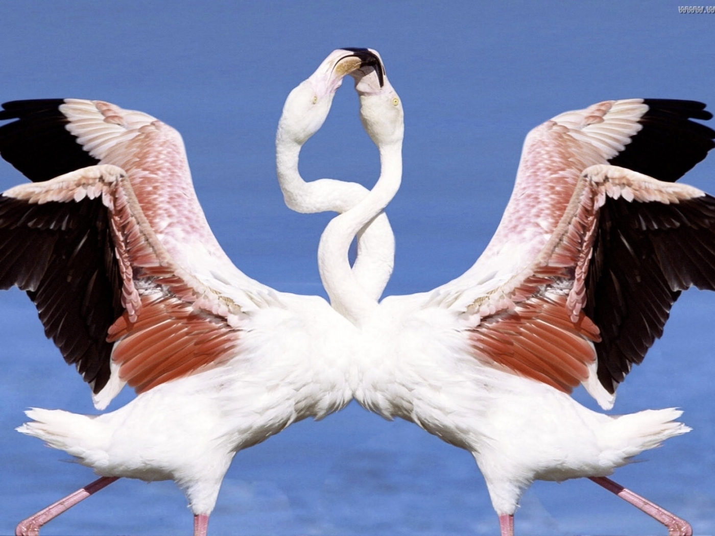 25565 télécharger l'image animaux, oiseaux, flamingo, bleu - fonds d'écran et économiseurs d'écran gratuits