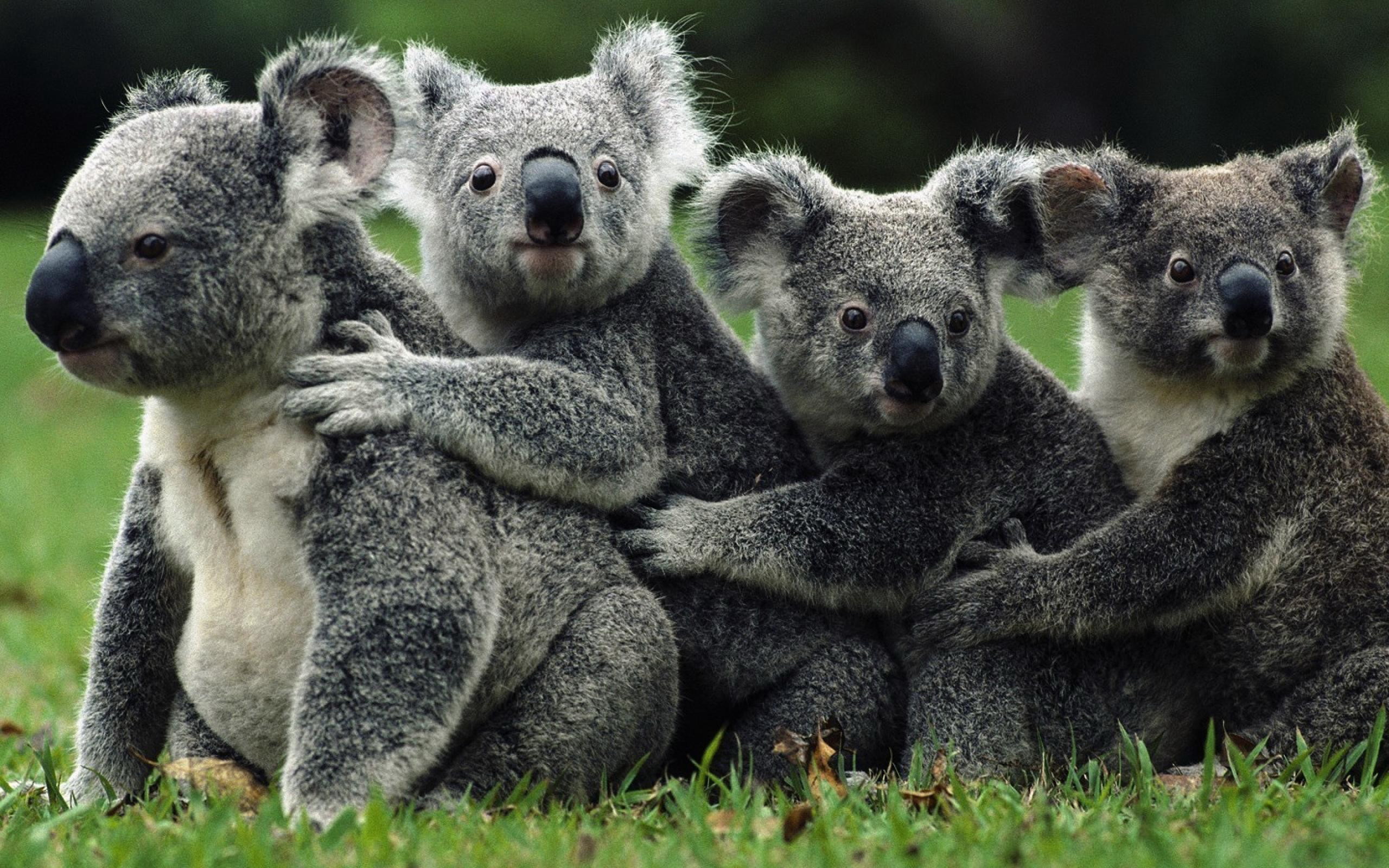 Сумчатые животные коала