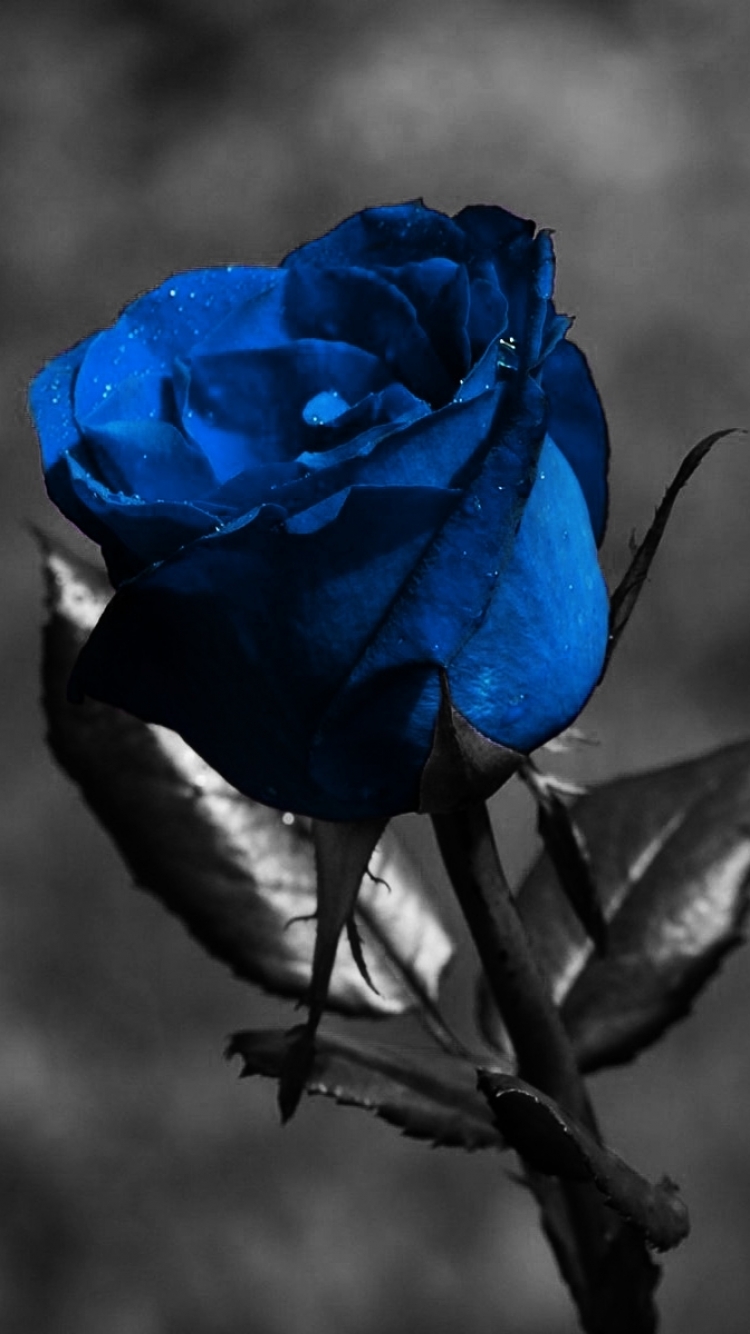 Розы синие и черные