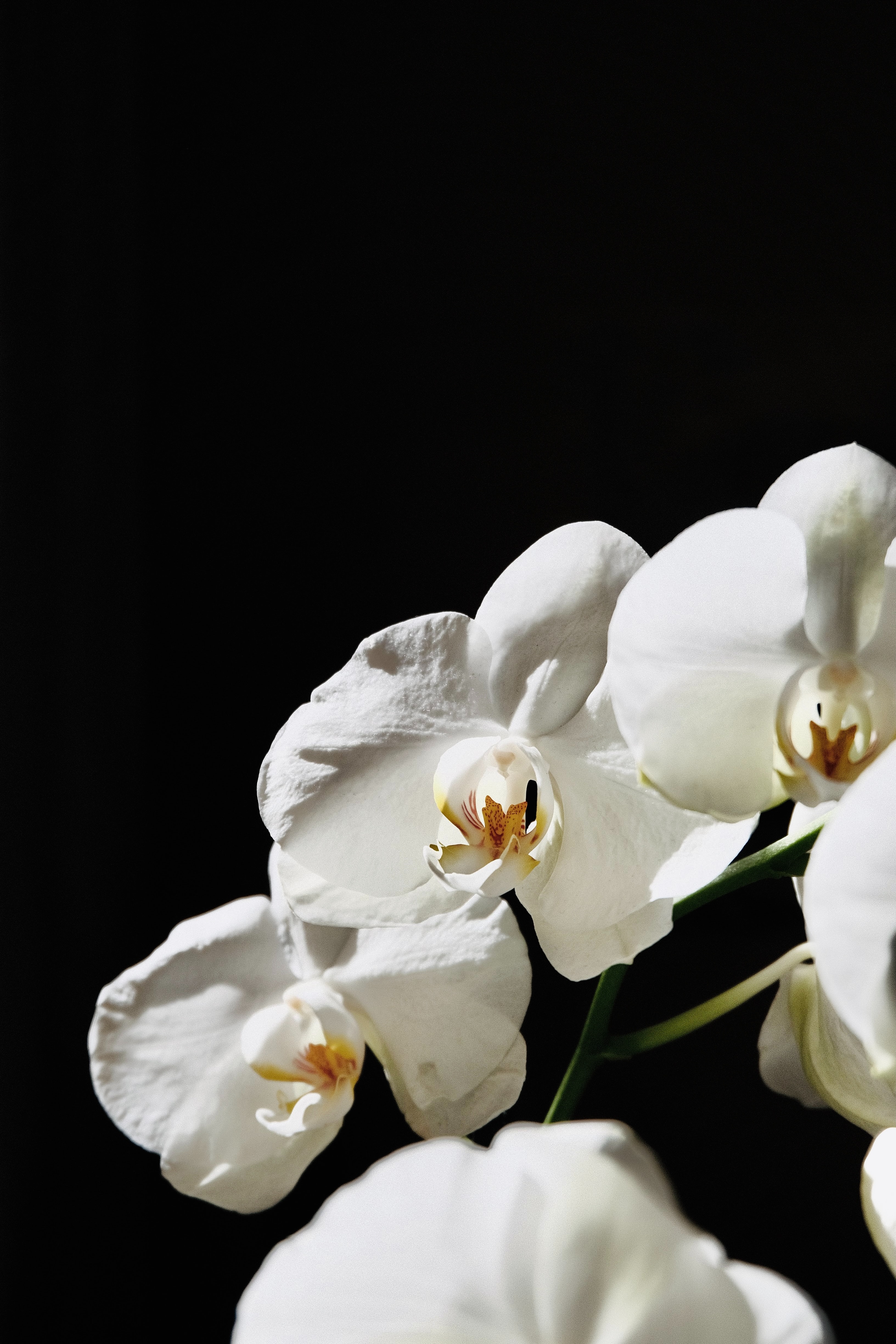 154443 Bild herunterladen blumen, weiß, blume, pflanze, makro, orchidee, orchid - Hintergrundbilder und Bildschirmschoner kostenlos