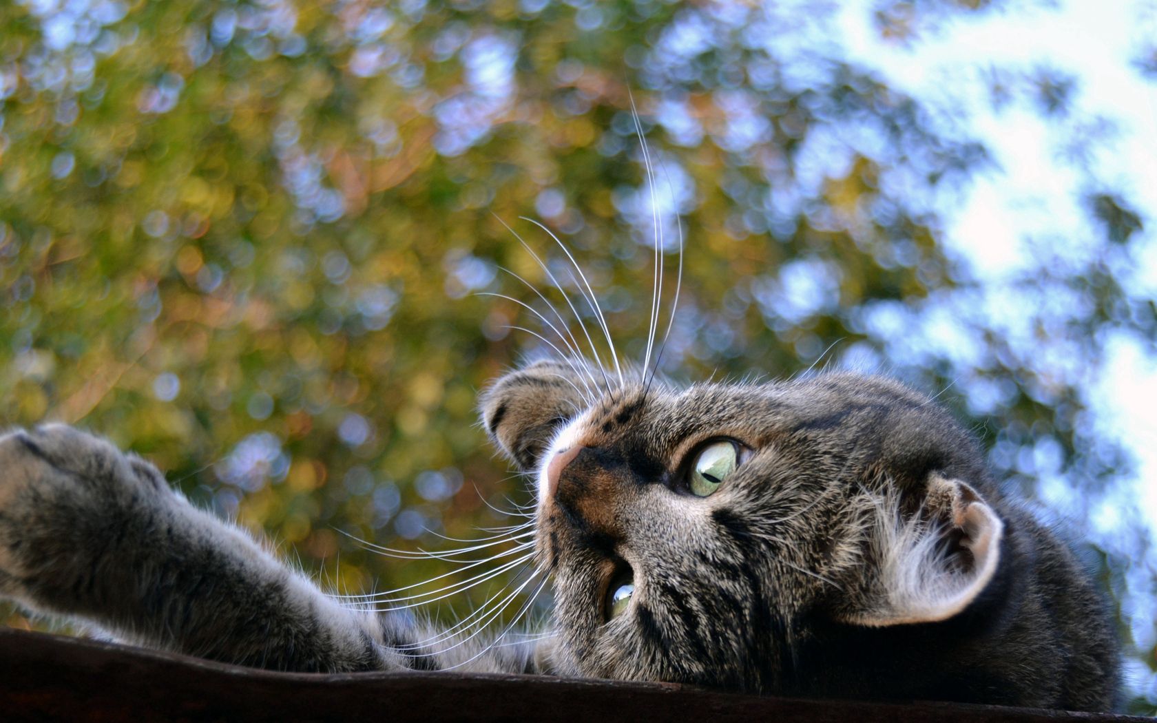 animals, trees, background, cat, to lie down, lie, muzzle, playful, roof wallpapers for tablet