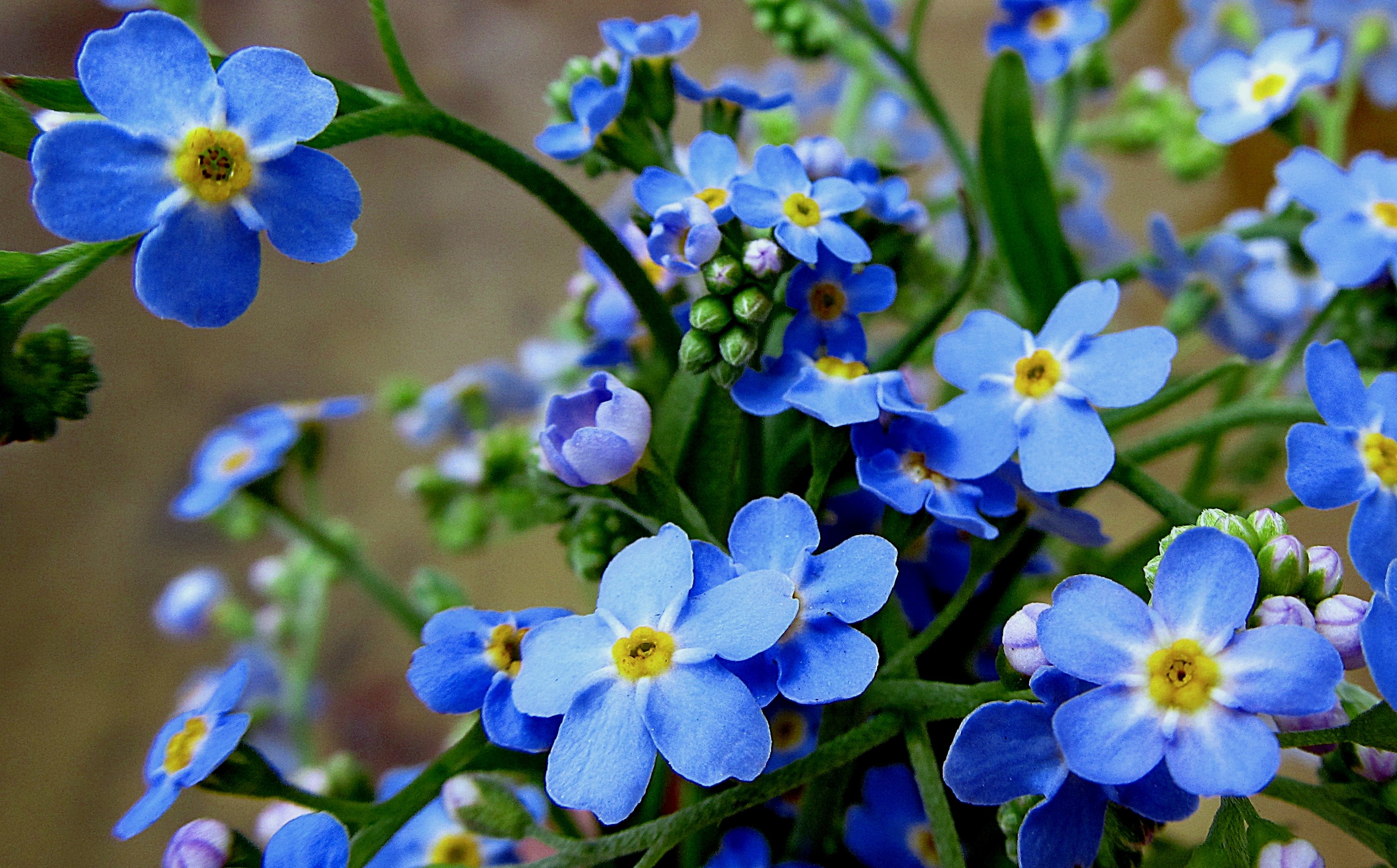 Полевые Цветы Голубого Цвета