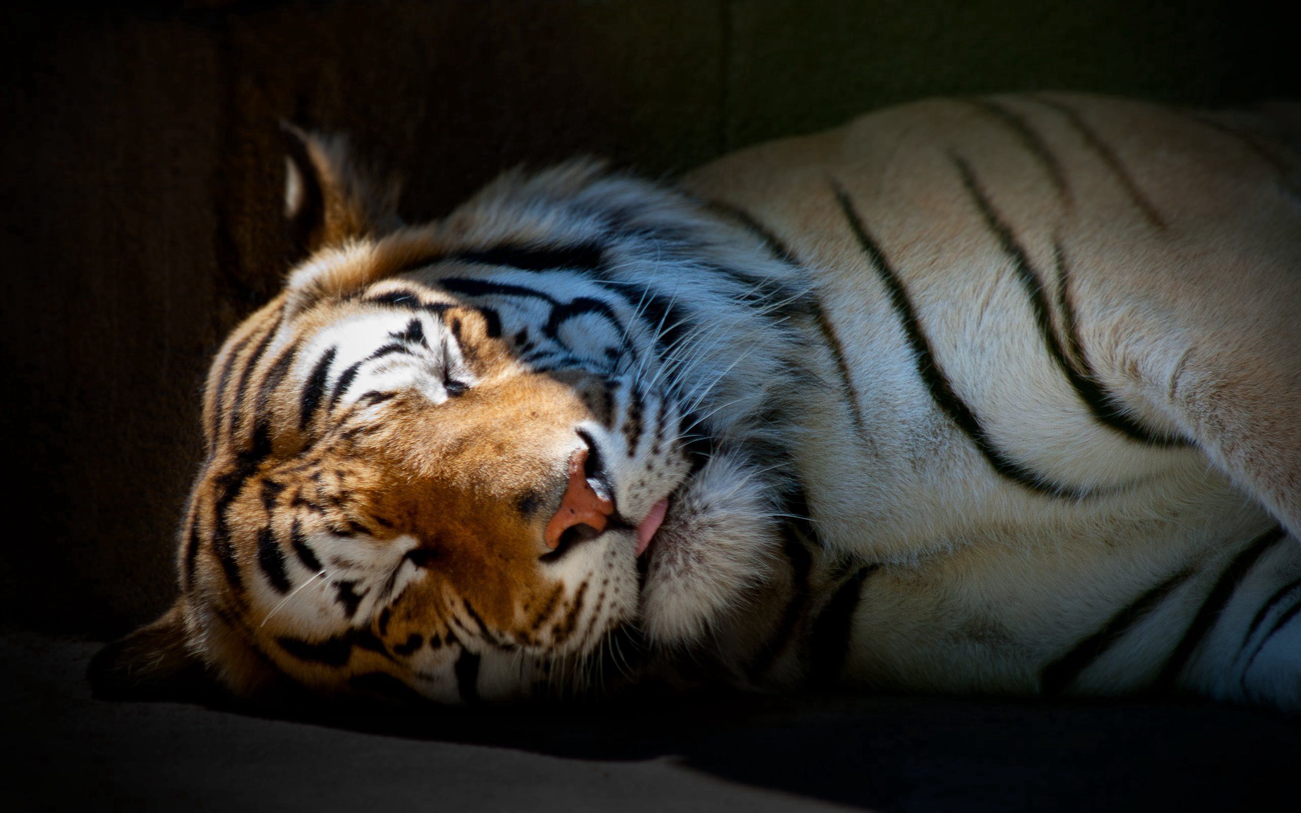 animals, striped, shadow, predator, big cat, tiger, sleep, dream 32K