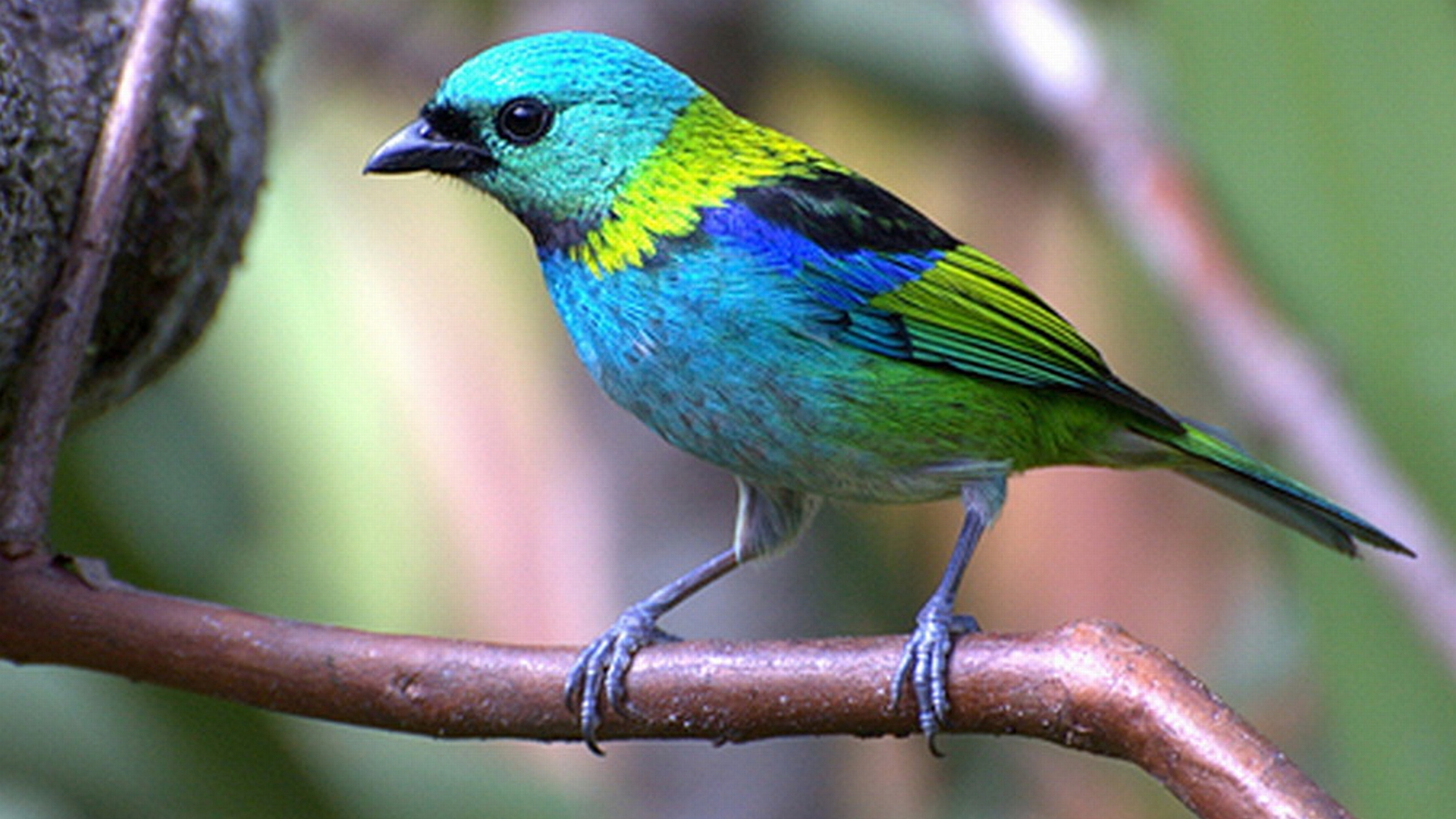 animal, tanager, green headed tanager
