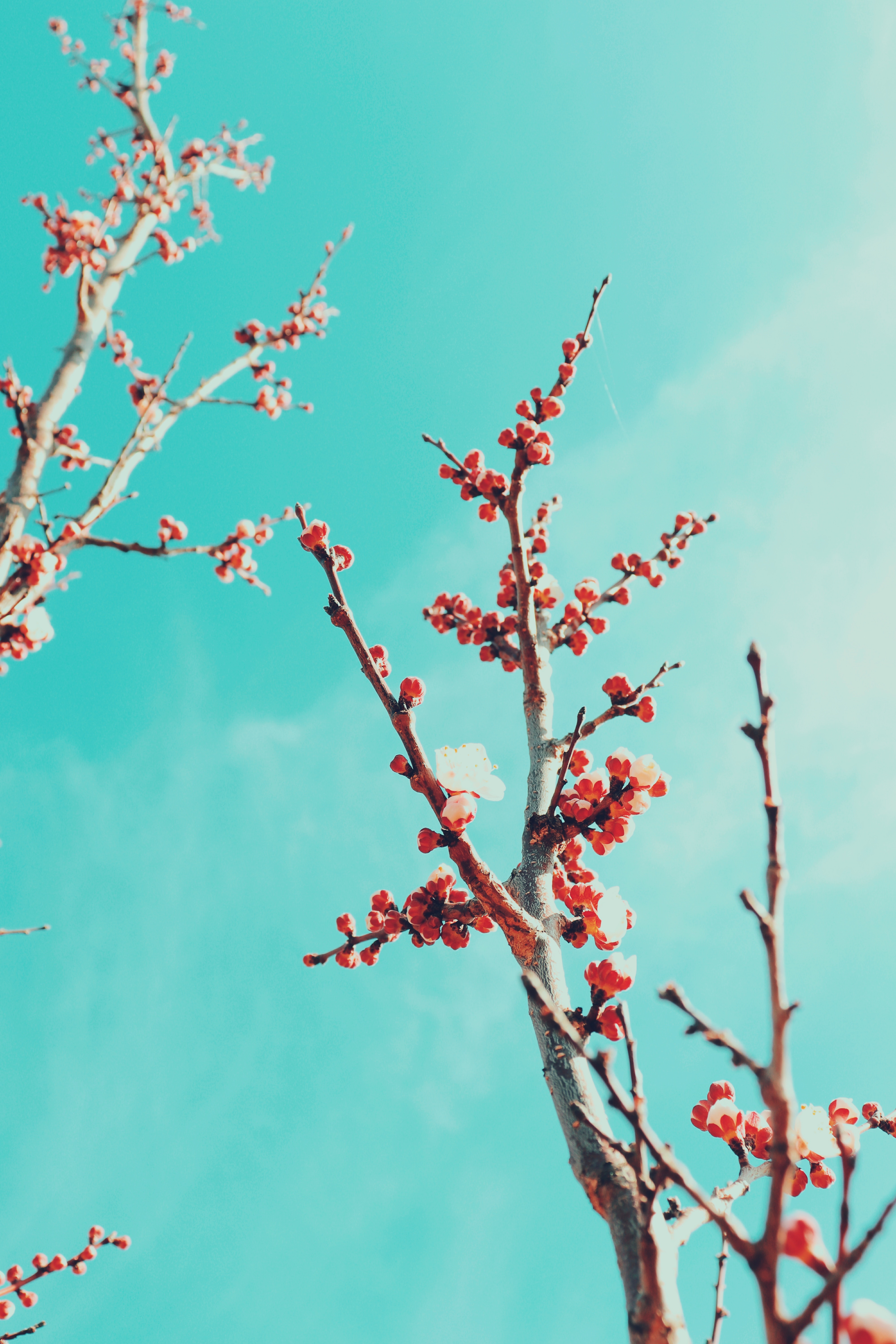 Download mobile wallpaper Sakura, Sky, Branches, Flowers, Bloom, Flowering for free.
