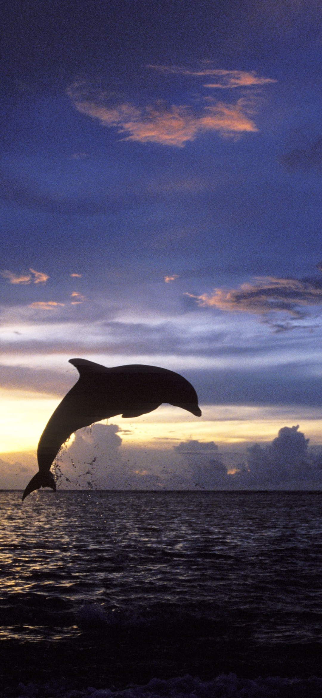 Wallpaper  1920x1200 px dolphin drops ocean sunset 1920x1200   CoolWallpapers  1656069  HD Wallpapers  WallHere