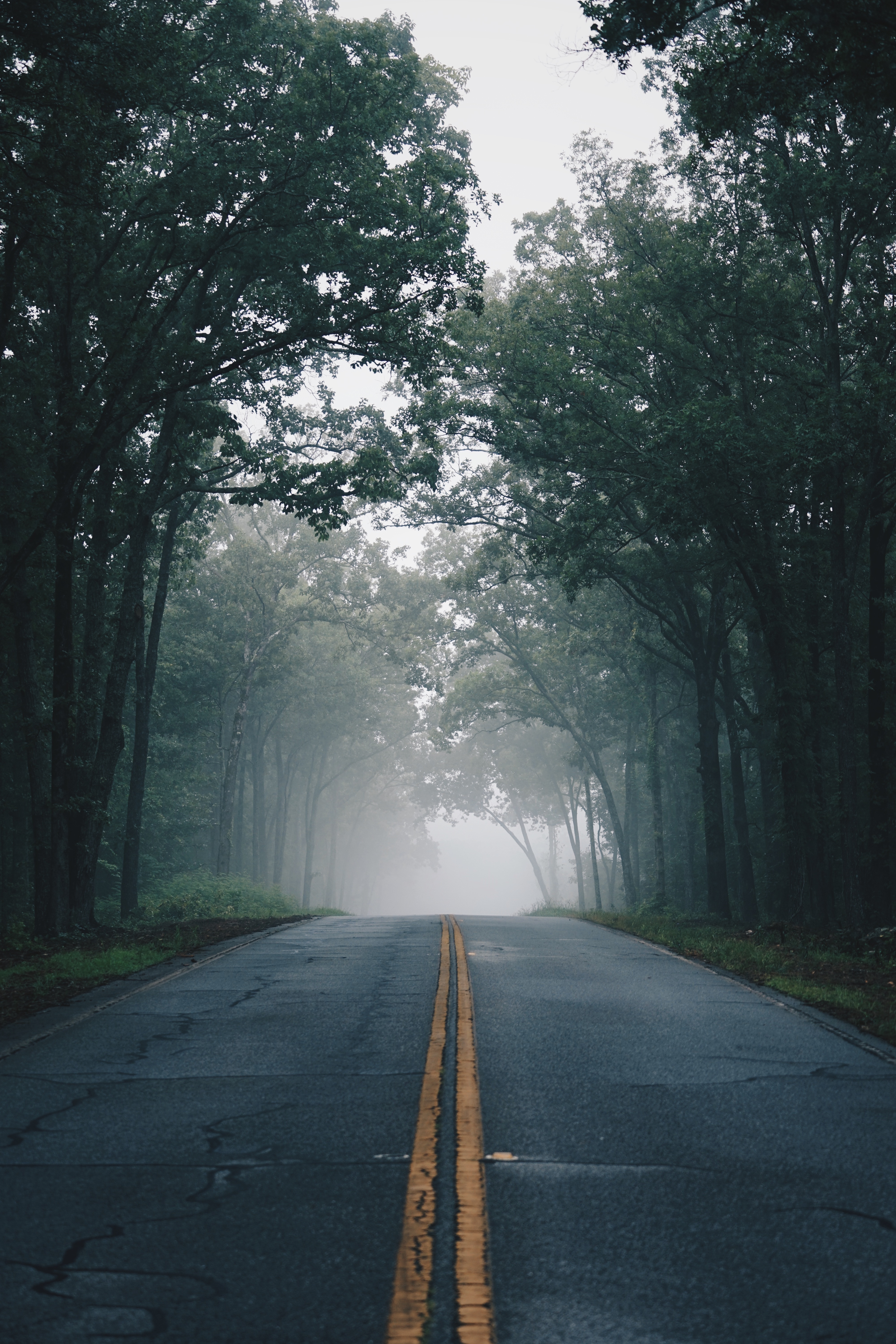 Laden Sie das Straße, Markup, Bäume, Nebel, Asphalt, Natur-Bild kostenlos auf Ihren PC-Desktop herunter
