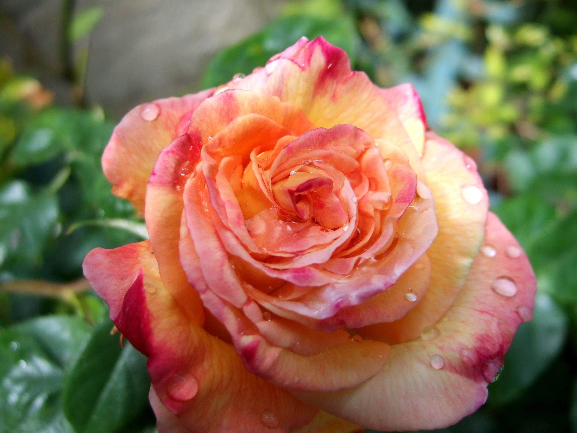 rose flower, drops, flower, macro, rose, bud, close up, freshness 1080p