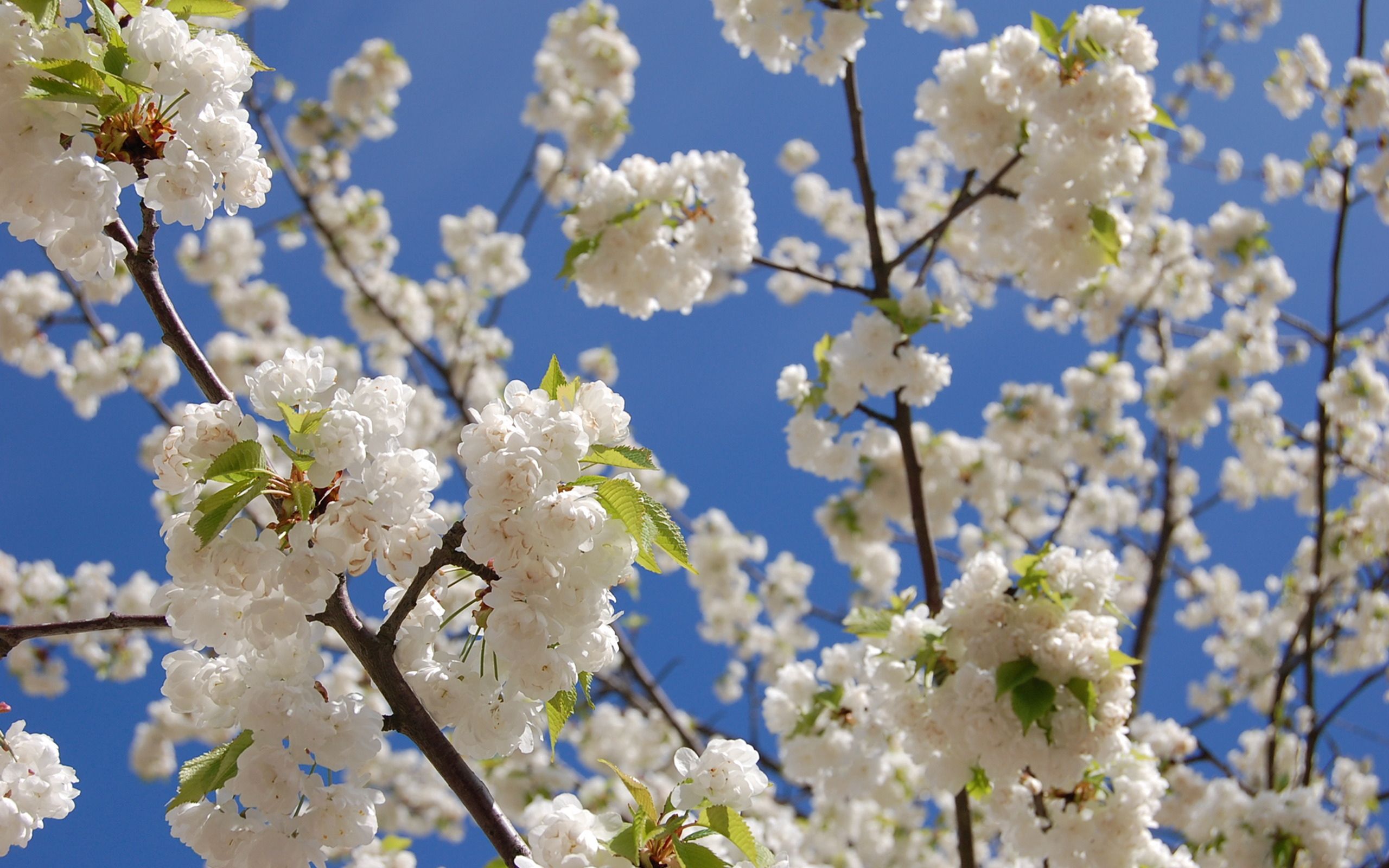 Download mobile wallpaper Snow White, Crisp White, Sky, Leaves, Bloom, Flowers, Flowering, Spring for free.