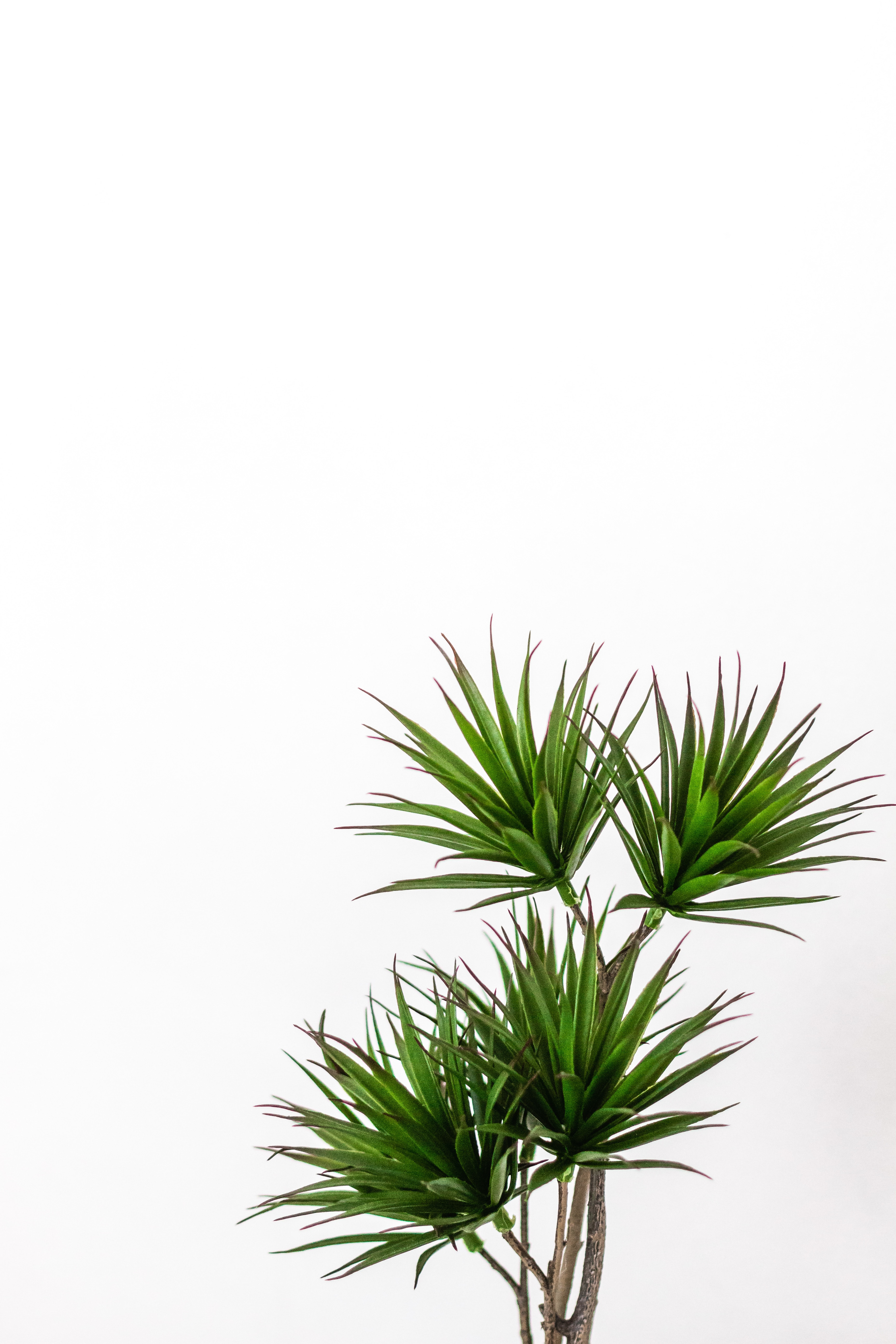Mobile wallpaper minimalism, green, plant, palm, decorative