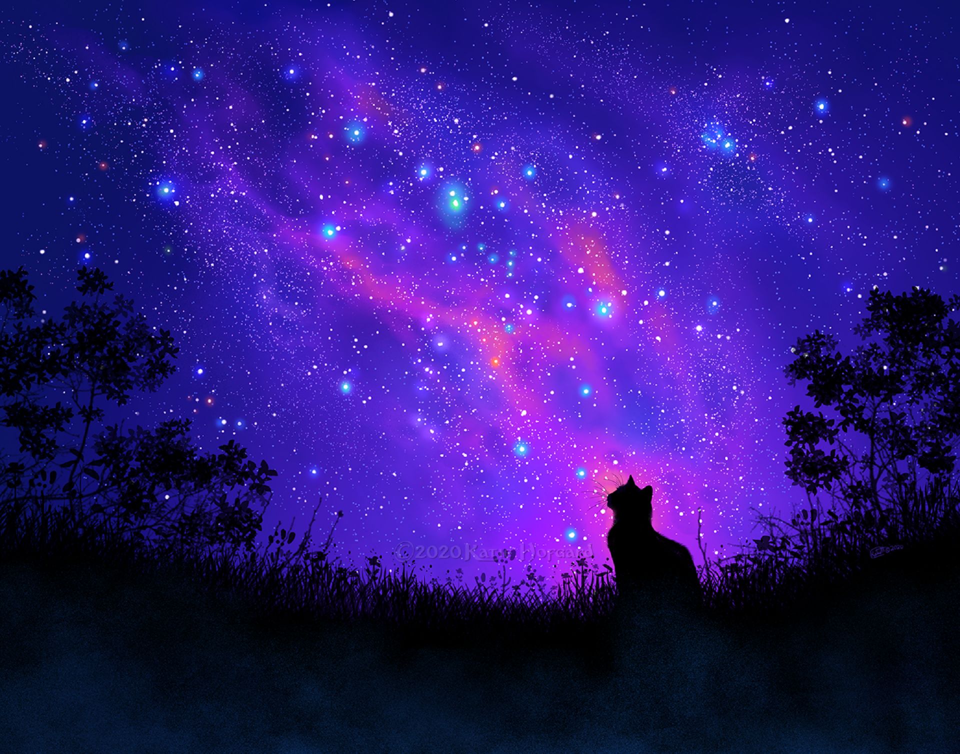 Котик и звездное небо