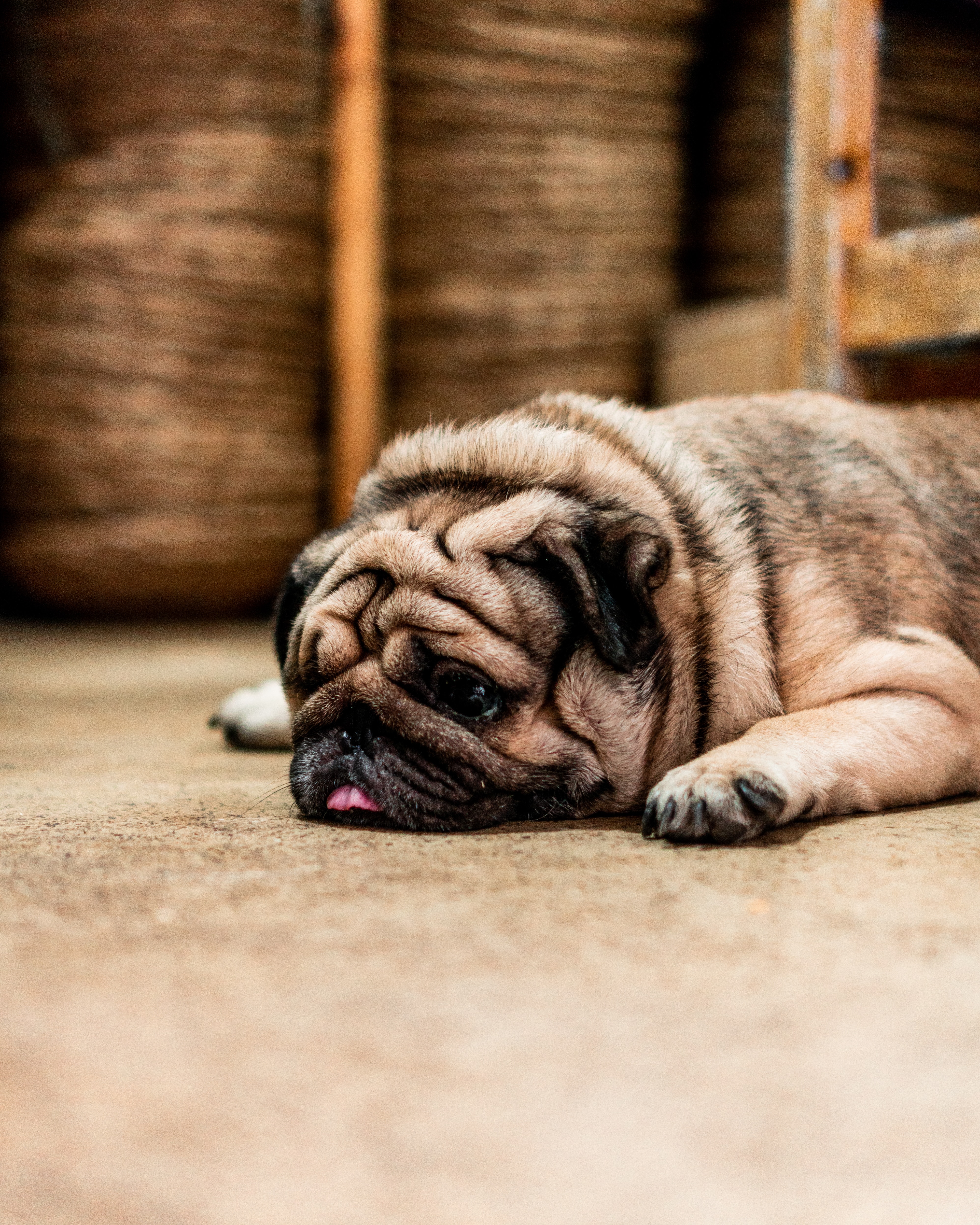 pug, animals, dog, pet, sadness, protruding tongue, tongue stuck out, sorrow wallpapers for tablet