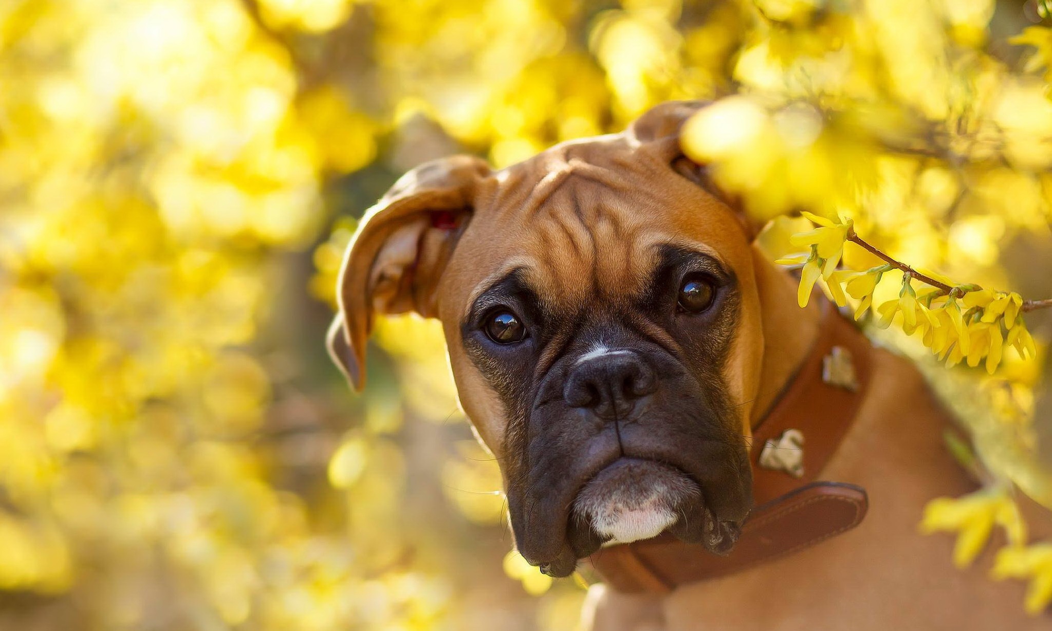 boxer (dog), animal, boxer, bokeh, dog, flower, muzzle, yellow flower, dogs UHD