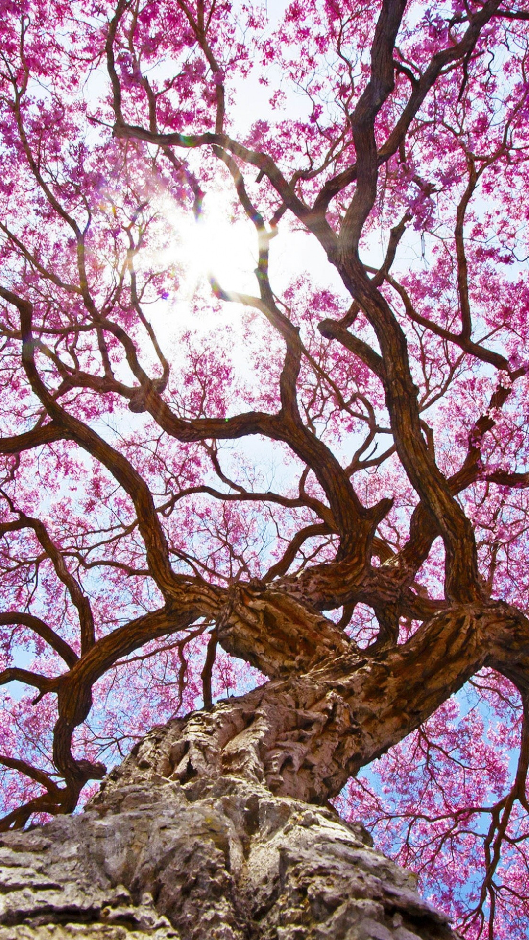 earth, blossom, canopy, tree, sakura, pink, flowers