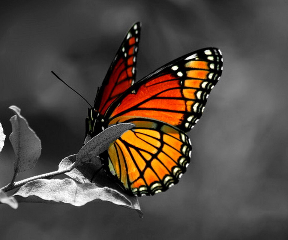 Download mobile wallpaper Butterflies, Insects for free.