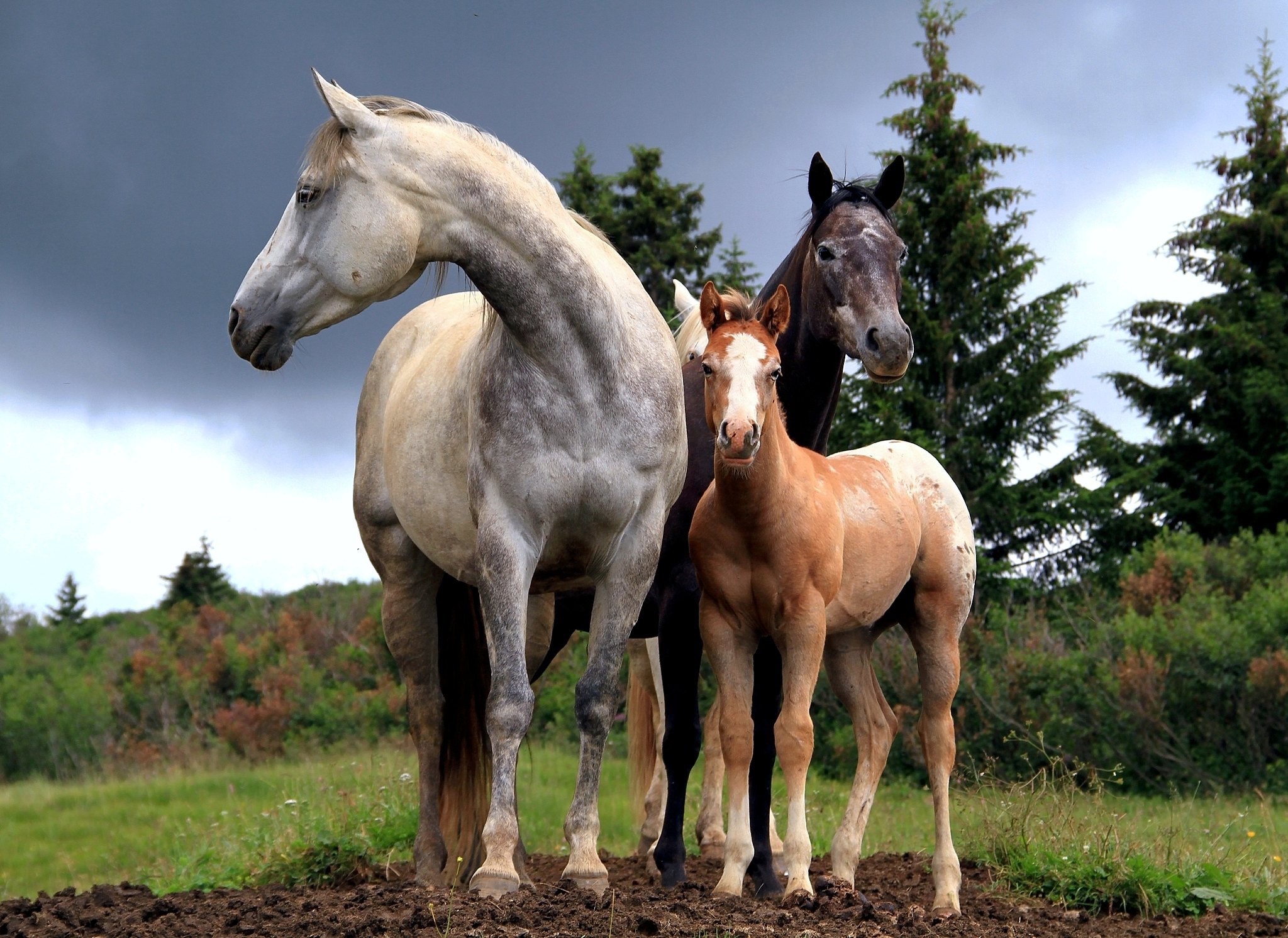 Картинка лошадь и жеребенок