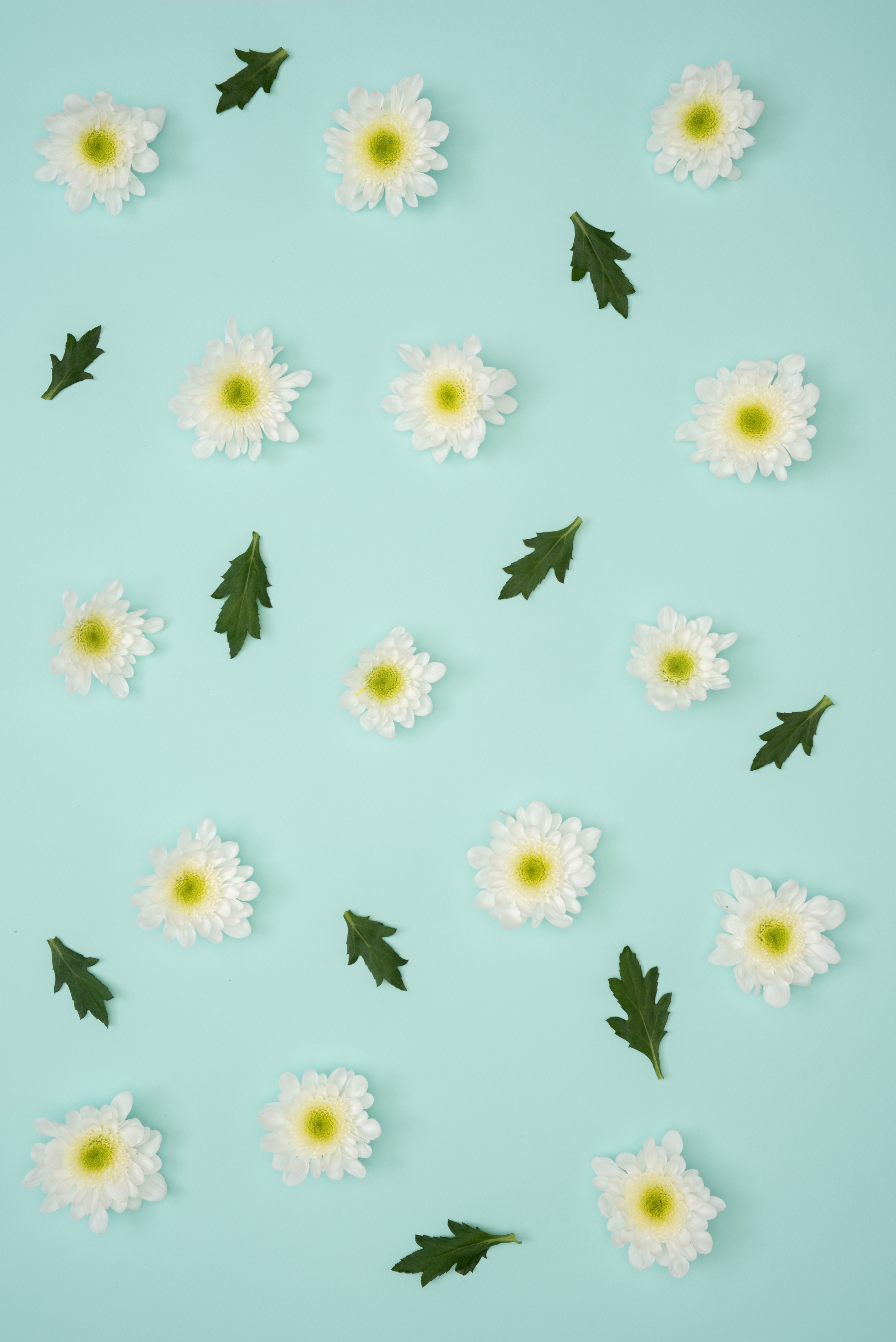 pastel, leaves, camomile, minimalism, chamomile download HD wallpaper