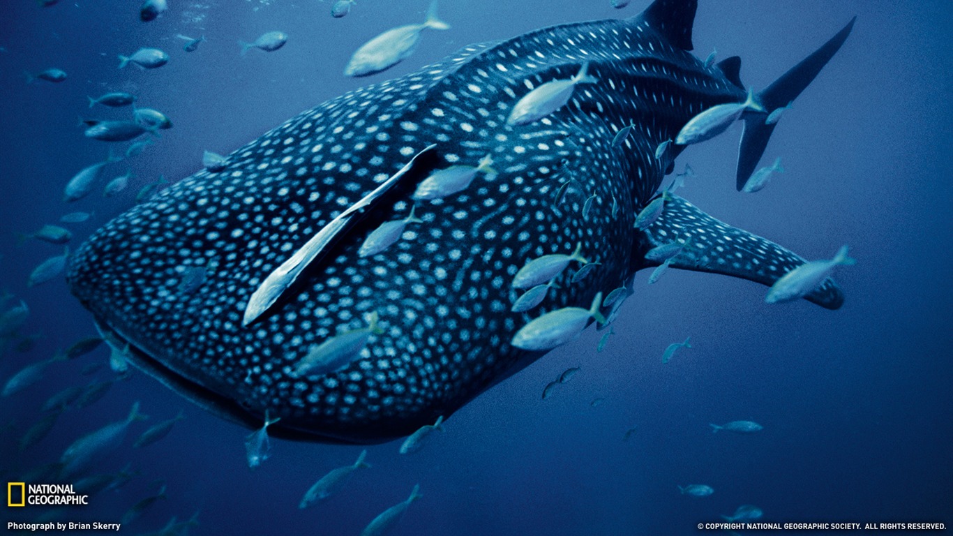 Whale Shark Whale shark  rwallpapers