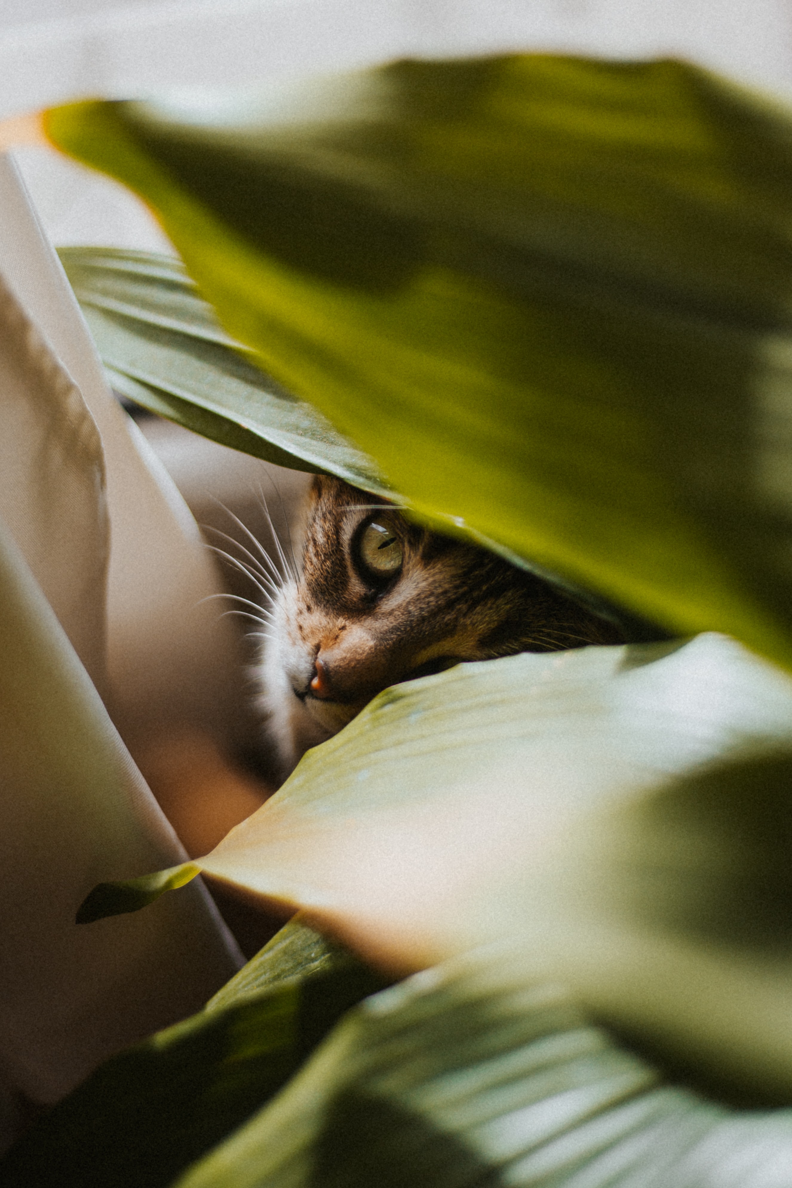Full HD Wallpaper cat, animals, leaves, plant, pet, sight, opinion