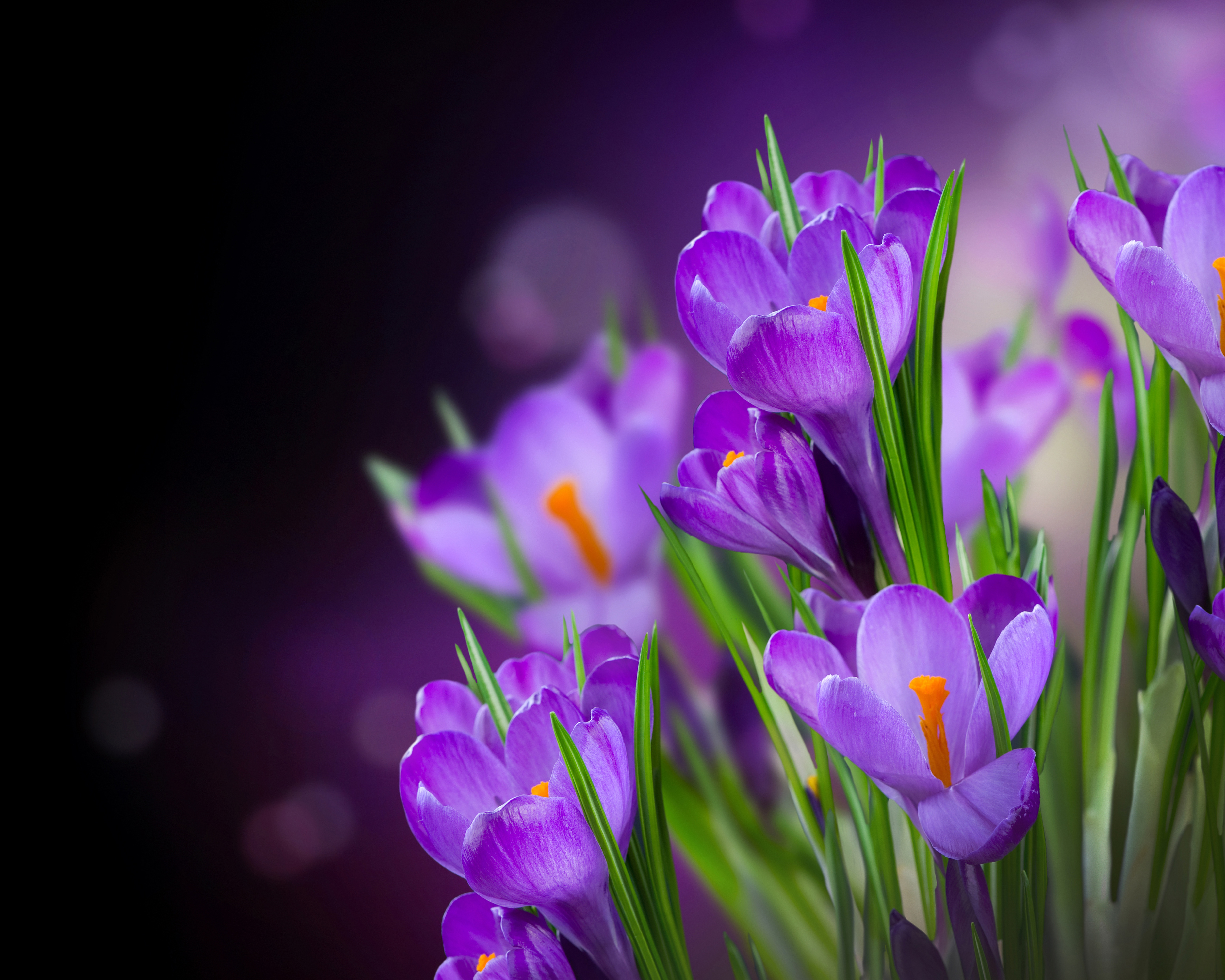 Весенние заставки на телефон красивые бесплатные. Крокусы ирисы. Фиолетовые цветы. Красивые весенние цветы. Сиреневые цветы.