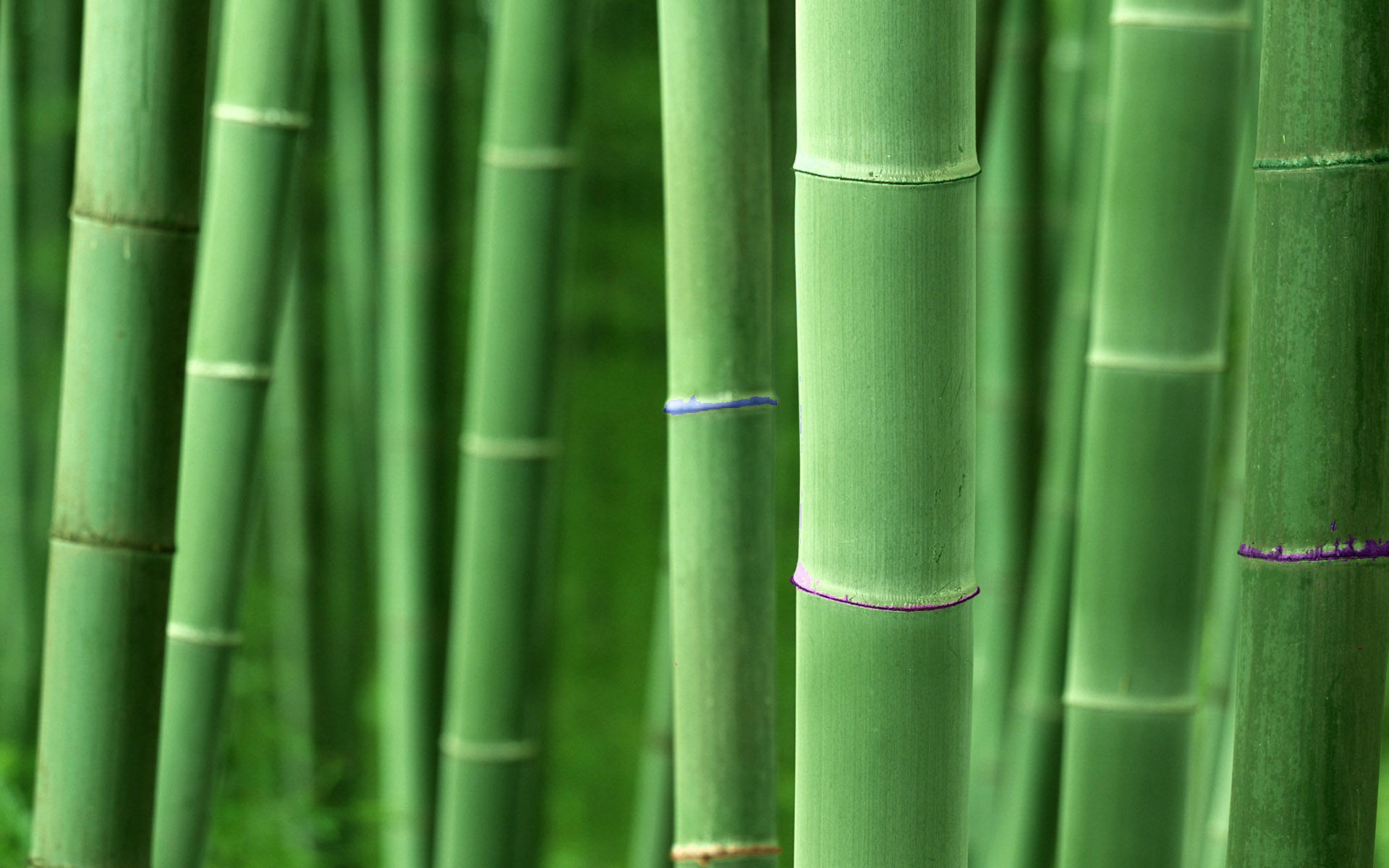 183230 Hintergrundbild herunterladen erde/natur, bambus - Bildschirmschoner und Bilder kostenlos