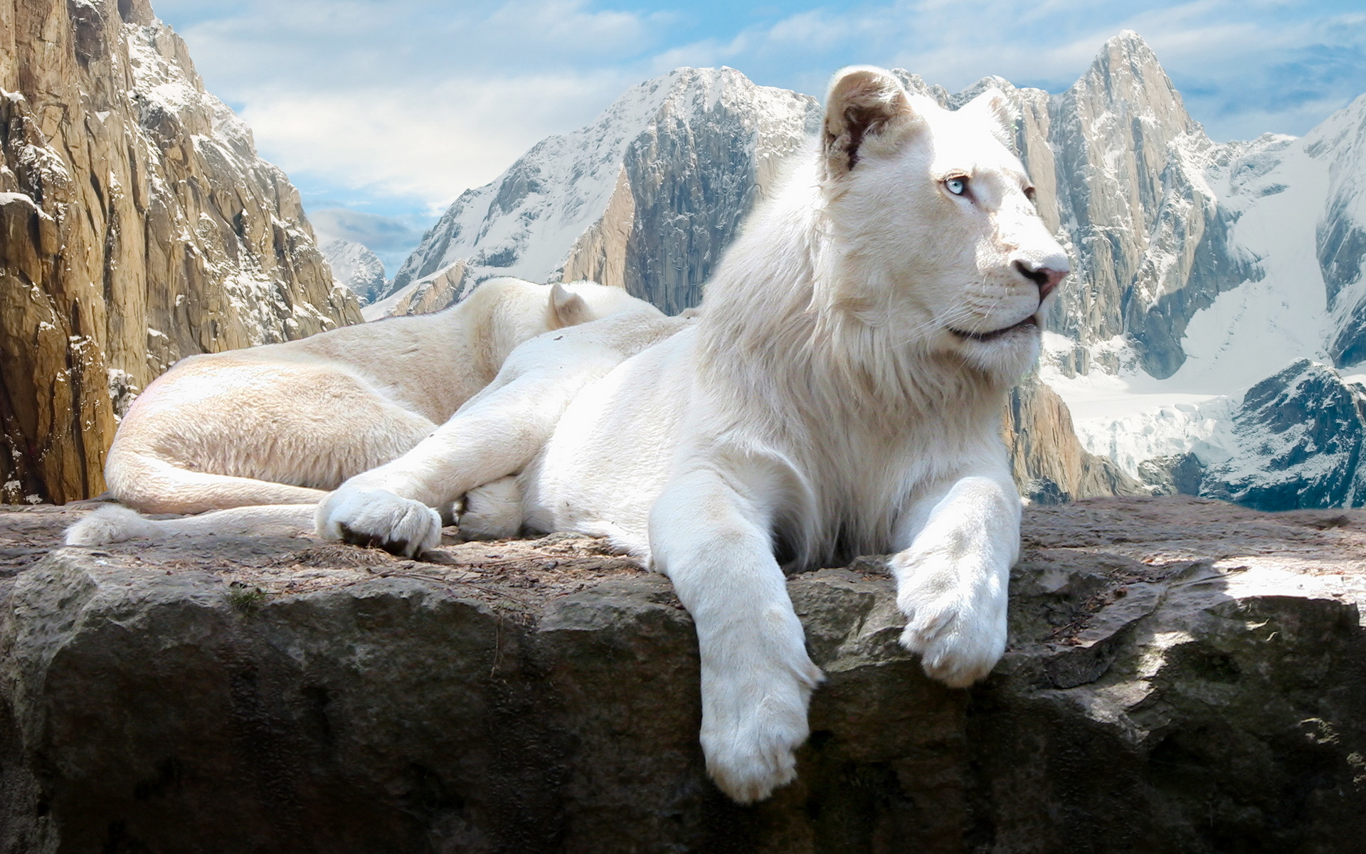1466060壁紙のダウンロード動物, ホワイトライオン-スクリーンセーバーと写真を無料で