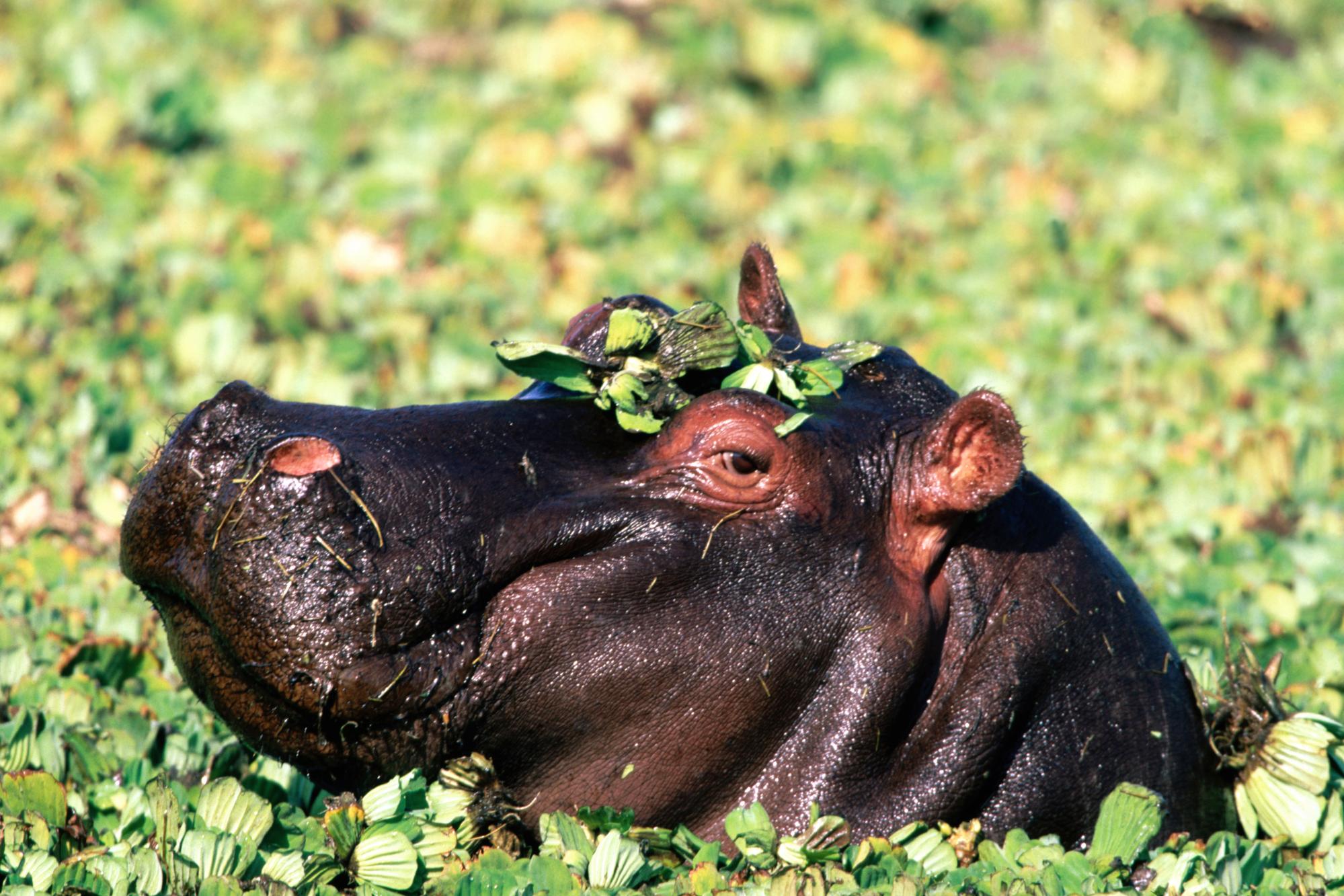animal, hippo cellphone