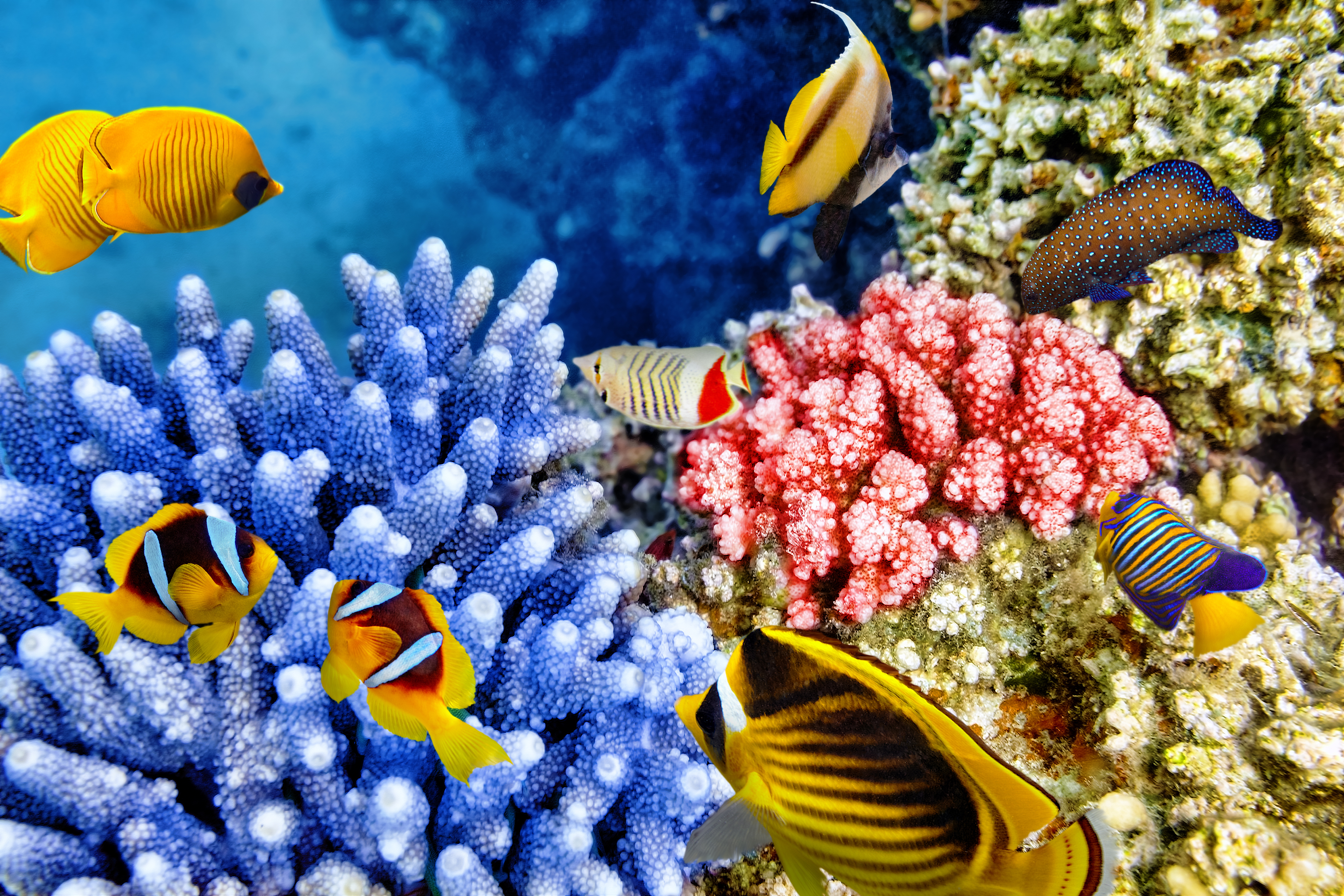 1524847 скачать картинку рыбы, подводный, кораллы, животные, океан, морская жизнь - обои и заставки бесплатно