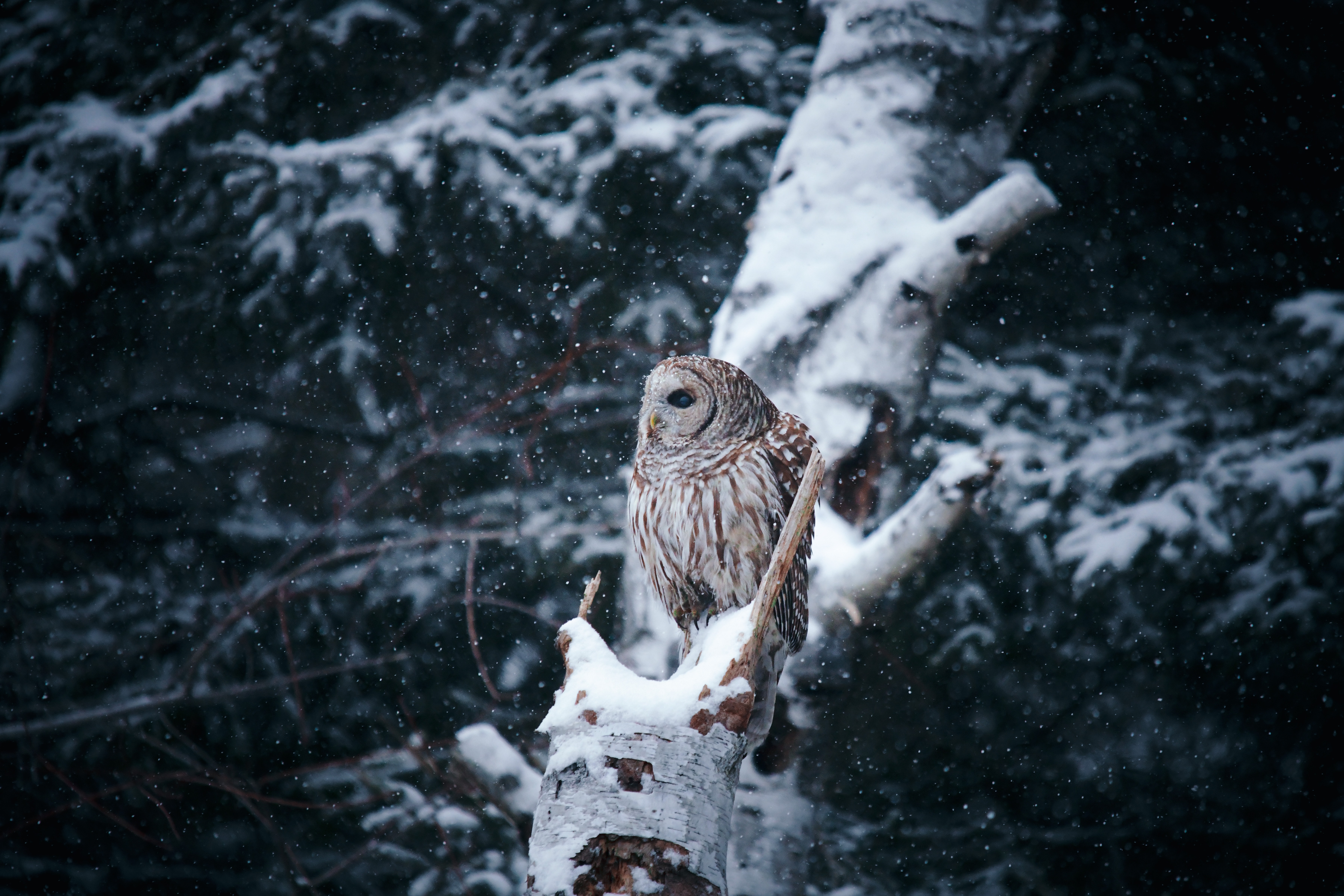 Download mobile wallpaper Owl, Wood, Snow, Branches, Winter, Animals, Tree, Bird for free.