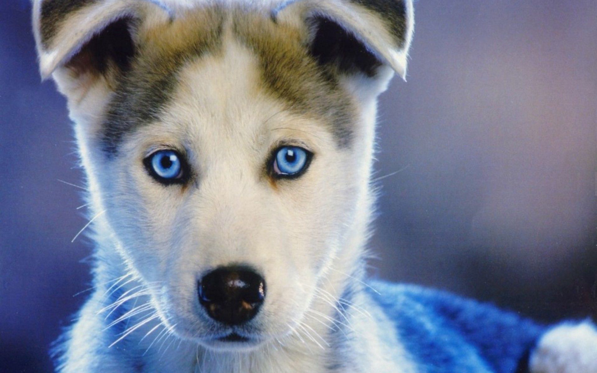 puppy, husky, animals, kid, tot, haska, blue eyed HD wallpaper