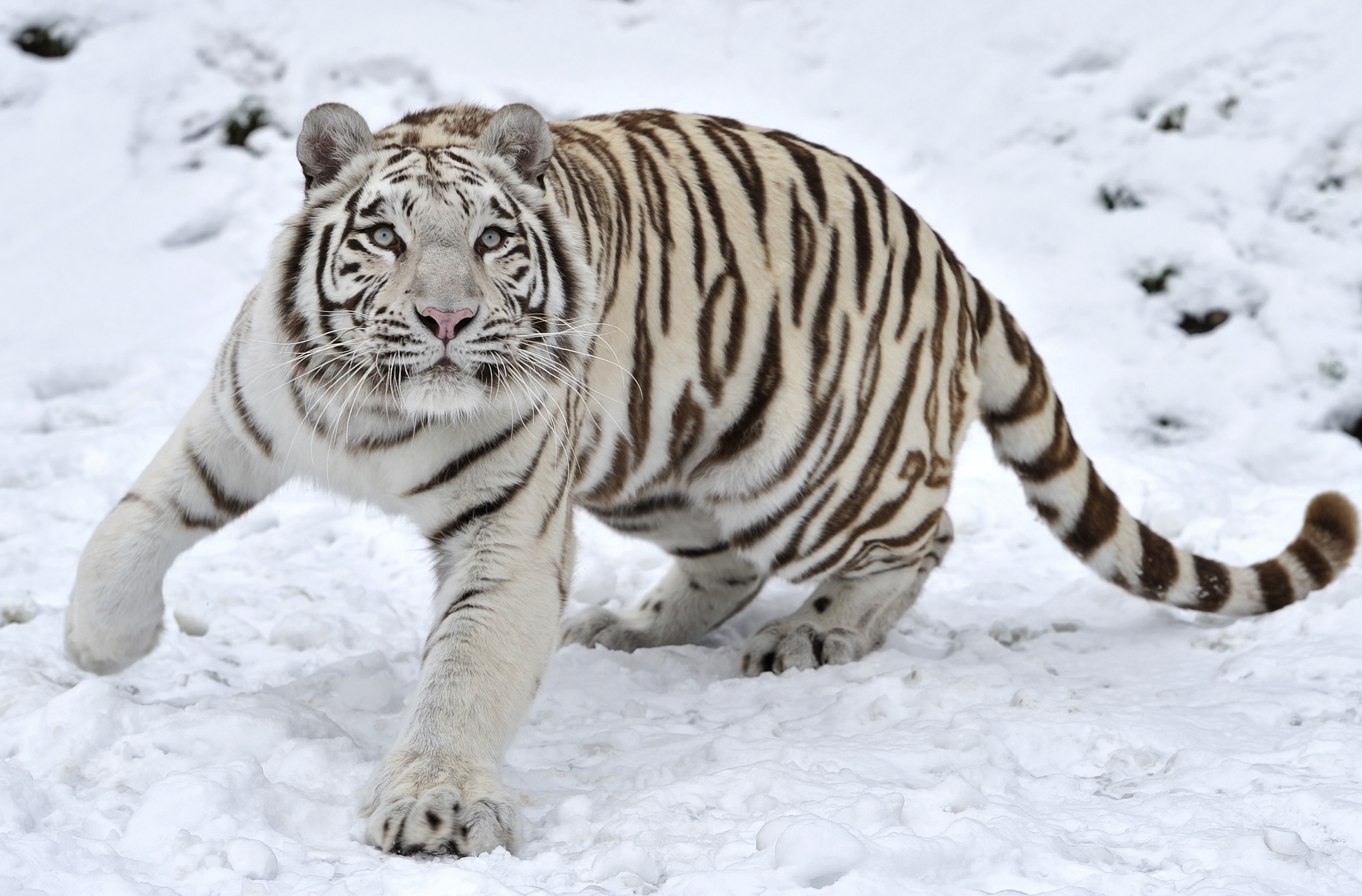 86875 télécharger le fond d'écran tigre, animaux, hiver, neige, albinos - économiseurs d'écran et images gratuitement
