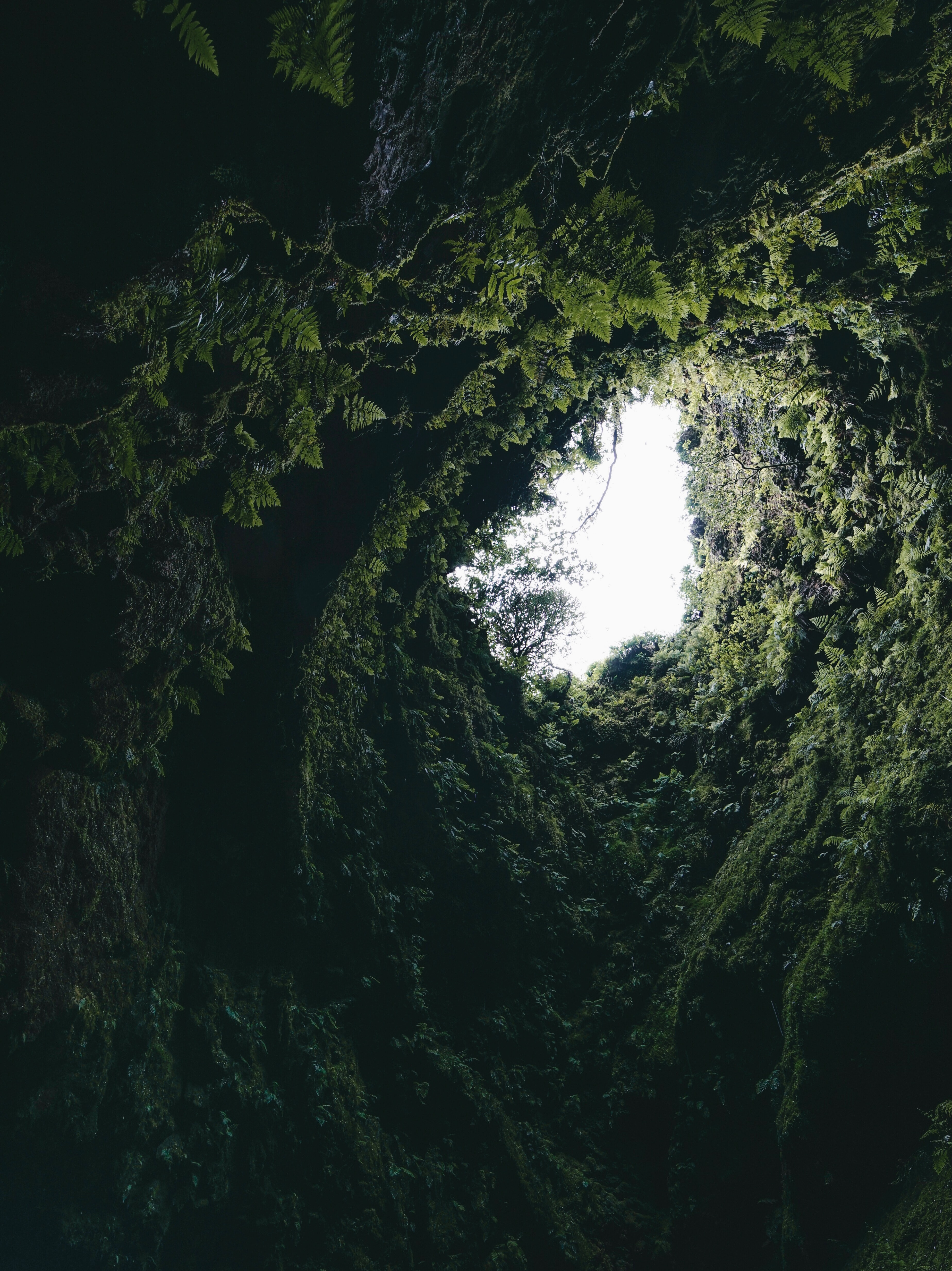 fern, dark, nature, plants, moss, cave HD wallpaper