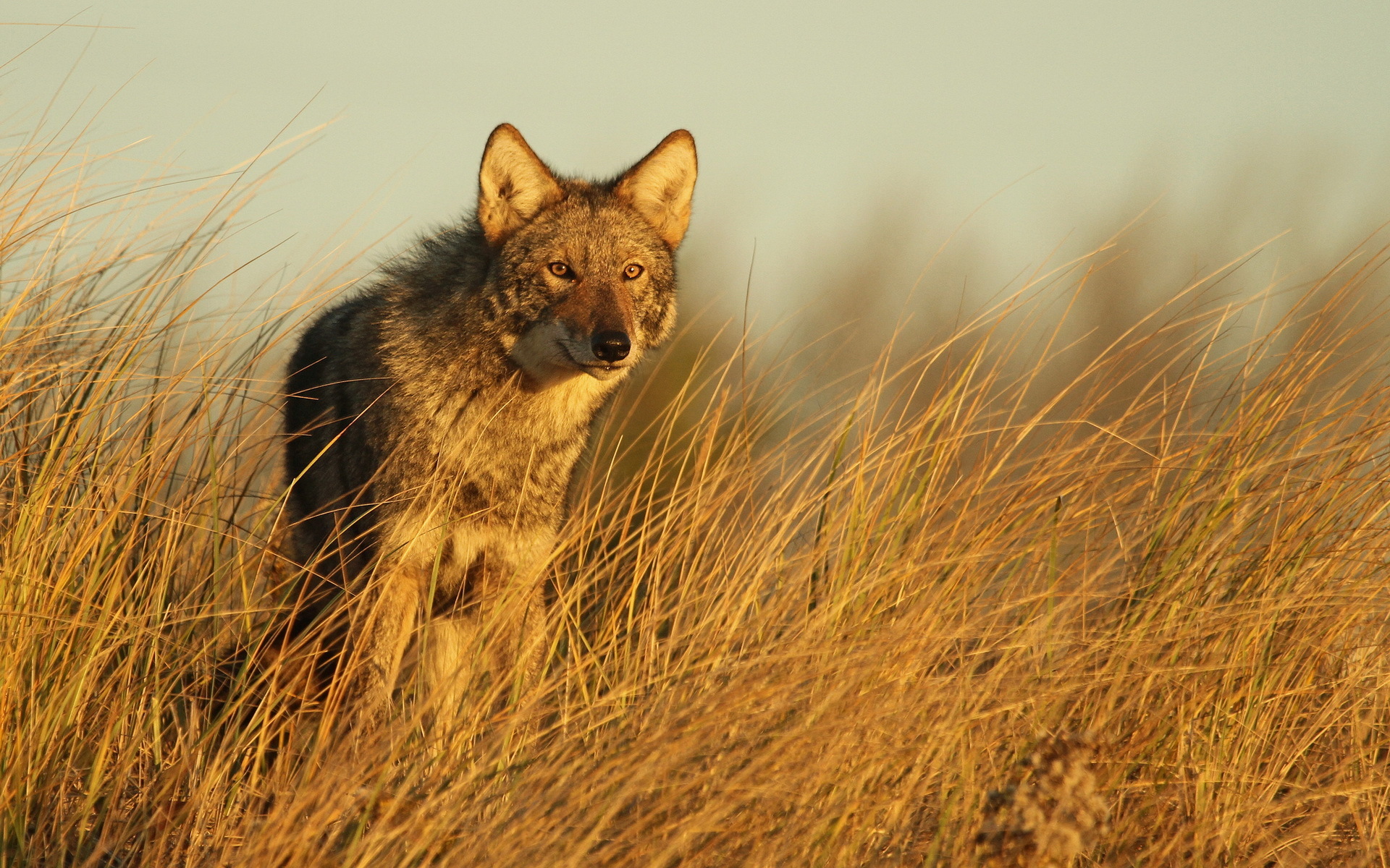 animal, coyote Smartphone Background