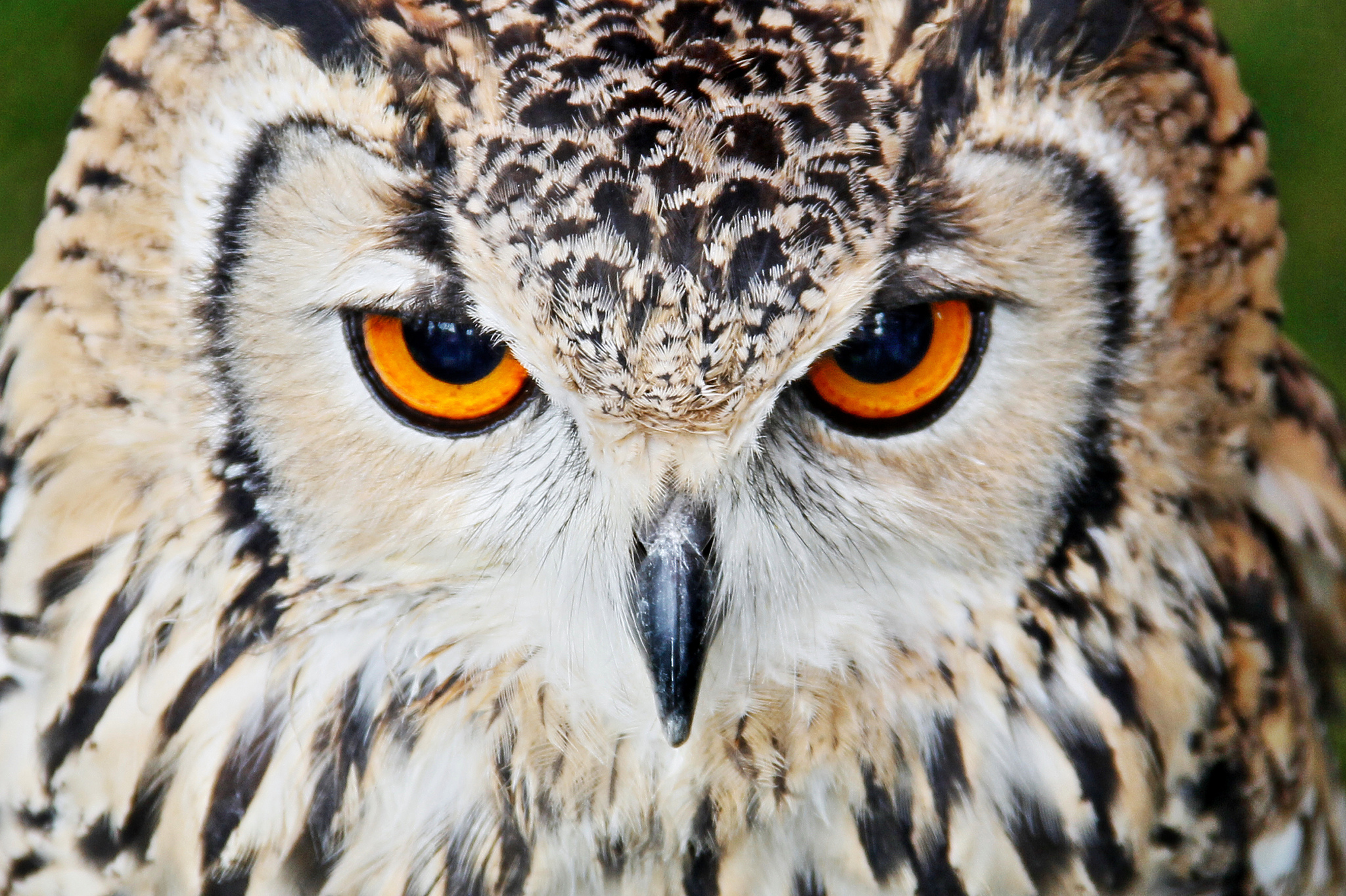 Download mobile wallpaper Beak, Eyes, Close Up, Animals, Owl for free.