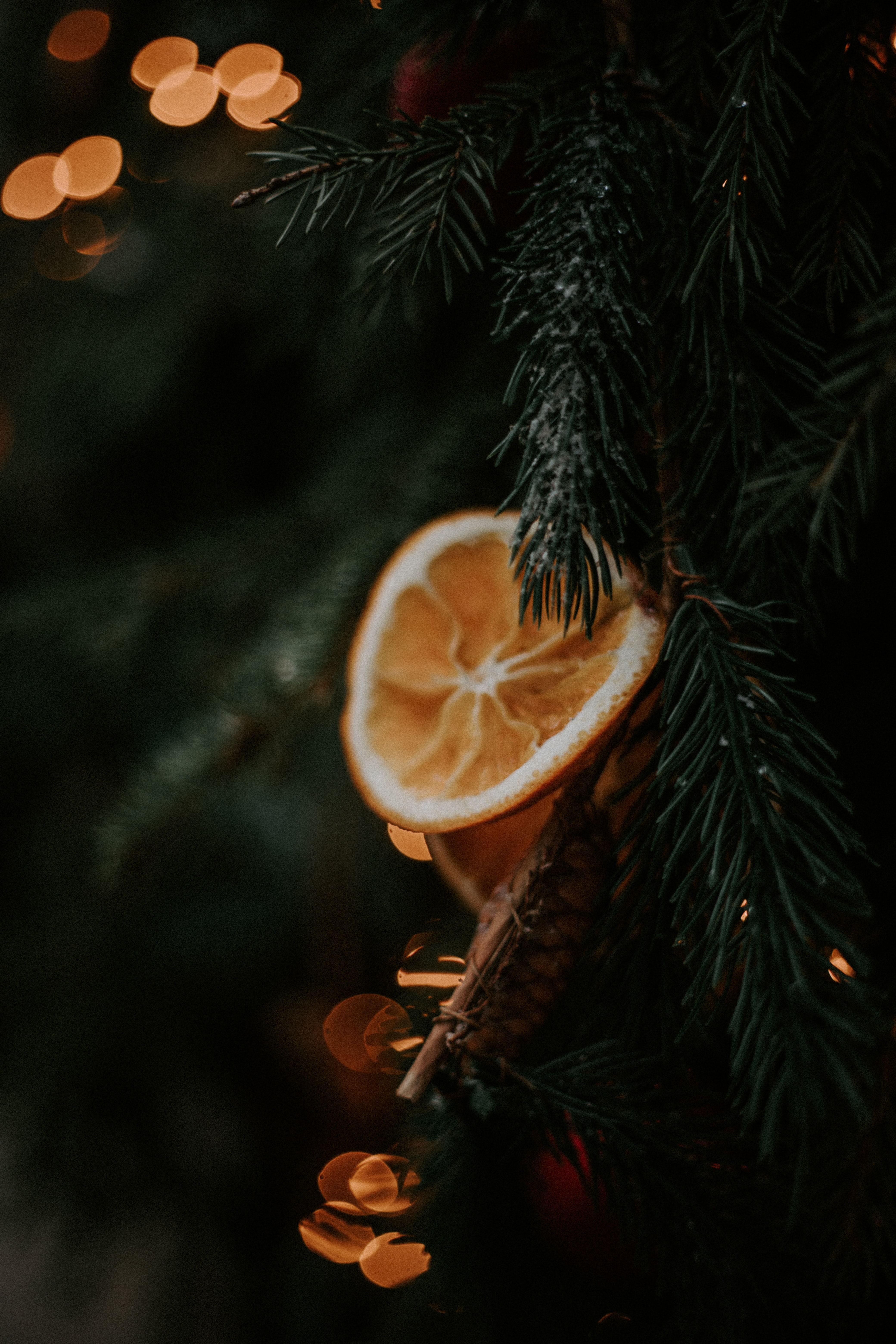 79551 Bild herunterladen orange, makro, ast, zweig, weihnachtsbaum, lobule, nelke - Hintergrundbilder und Bildschirmschoner kostenlos
