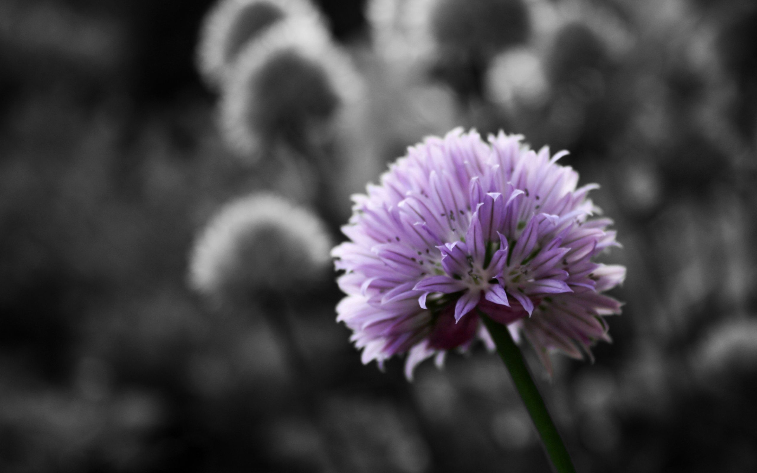 Laden Sie das Klee, Kleeblatt, Grass, Makro, Blumen, Pflanze-Bild kostenlos auf Ihren PC-Desktop herunter
